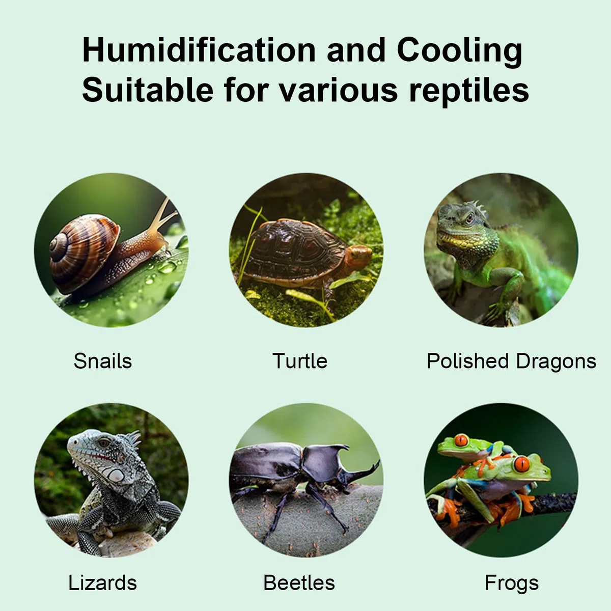 Genérico Humidificador para Terrario de Reptiles,Mister de 2.5L con Apagado Automático | Vaporizador y Pulverizador para Tortugas | para Terrario, Camaleón, Anfibios, Tortuga, Serpiente, Rana,