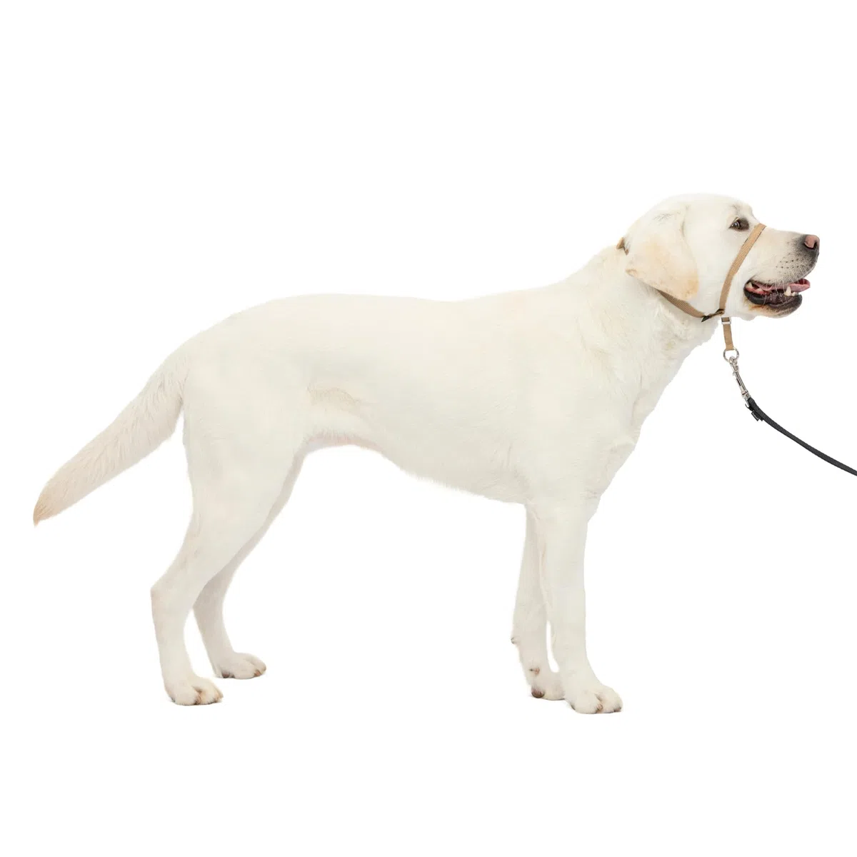 PetSafe Collar de Cabeza DVD de Entrenamiento (Idioma español no garantizado)