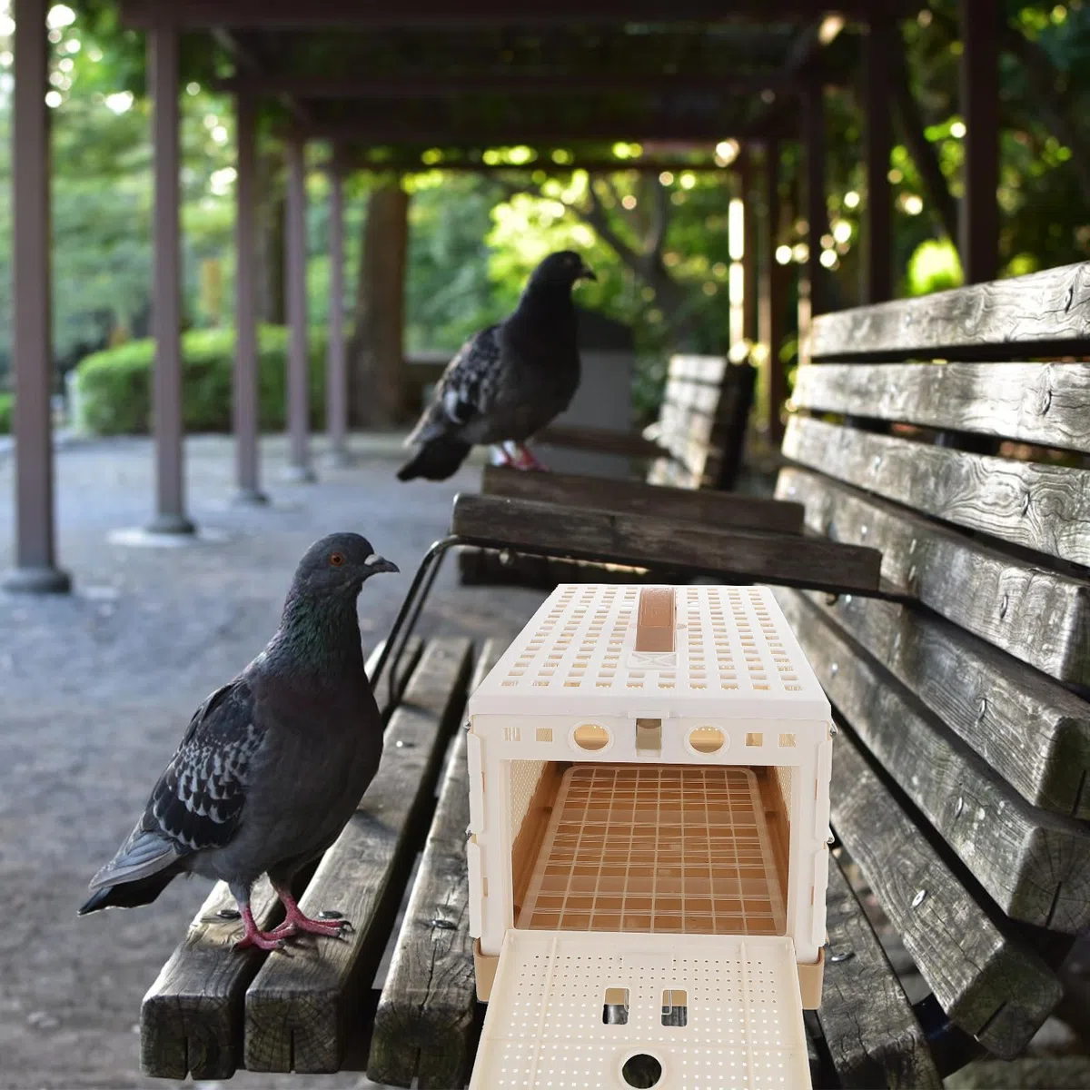 Genérico Jaula para Palomas de Plástico Plegable Bandeja Extraíble y Pestillo Seguro para Entrenamiento de Palomos Deportivos y Transporte en Casa y Exterior 12.6X8.7X7.9 Pulgadas