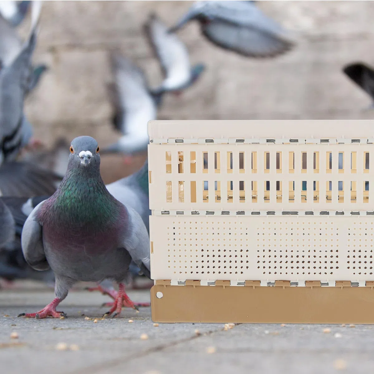Genérico Jaula para Palomas de Plástico Plegable Bandeja Extraíble y Pestillo Seguro para Entrenamiento de Palomos Deportivos y Transporte en Casa y Exterior 12.6X8.7X7.9 Pulgadas