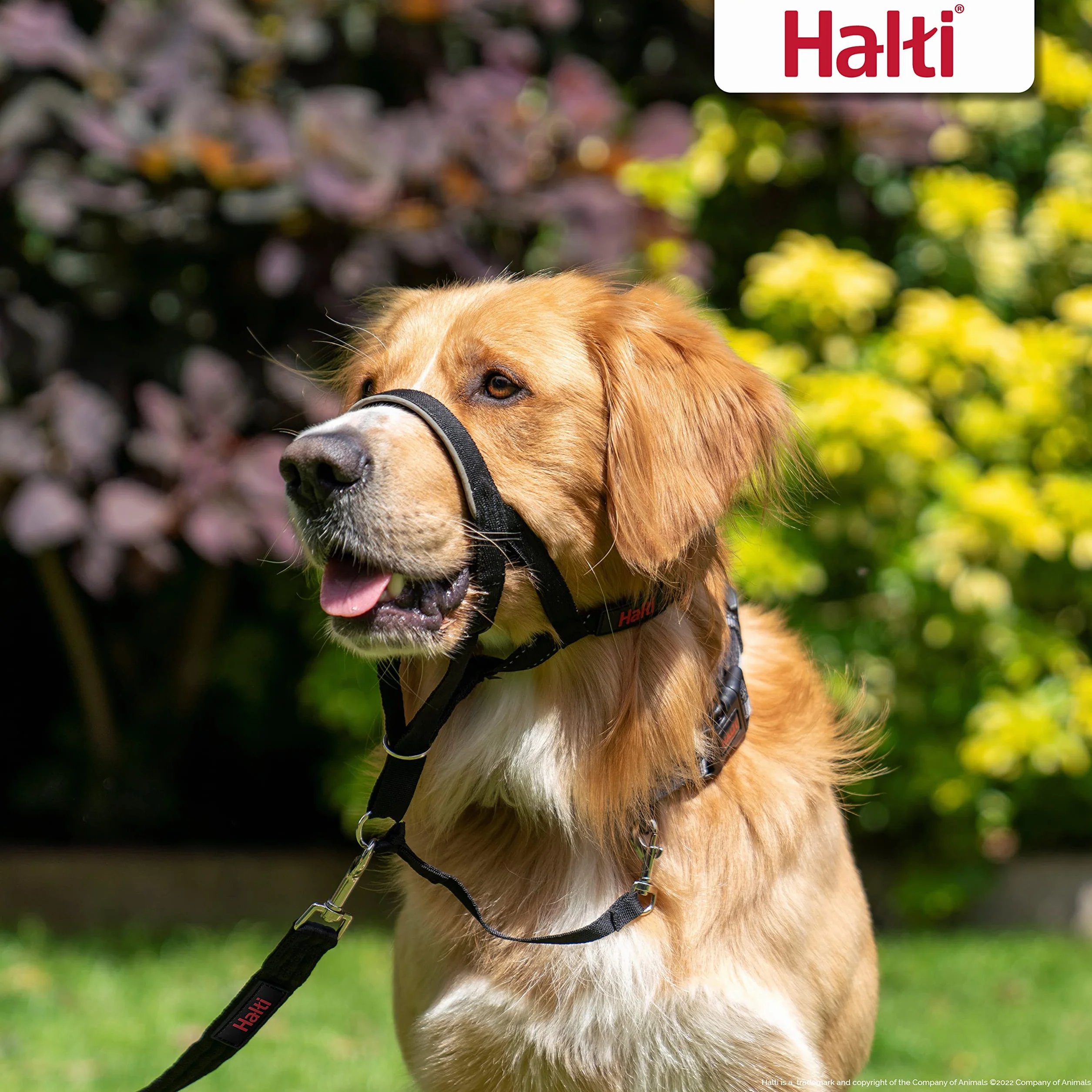 HALTI Headcollar Talla 3, Negro y Correa de Entrenamiento HALTI tamaño Grande, Paquete Combinado Negro - Evita Que tu Perro Tire de la Correa. Ajustable, Ligero con Banda para la Nariz Acolchada.