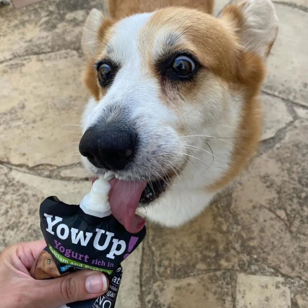 Perro - Yogur YowUp! Natural para Perros sin añadidos Fuente de Proteinas Sin Lactosa | Snack de Yogurt | ANIMALUJOS (Caja 10 Unidades)