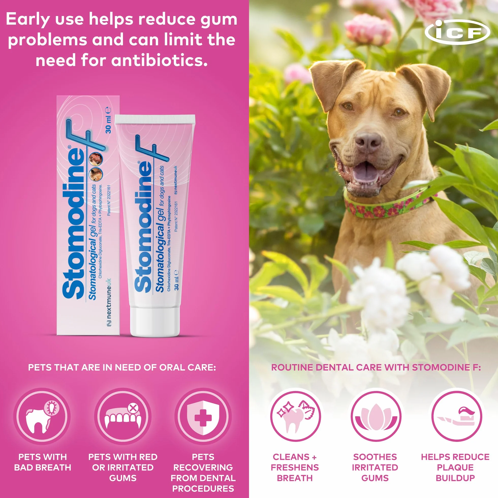 ICF Stomodine F | Pasta de dientes para gatos y perros | Sabor de carne | Combate la placa y el mal aliento | Higiene bucal dental saludable | Limpiador de dientes fácil de usar para mascotas