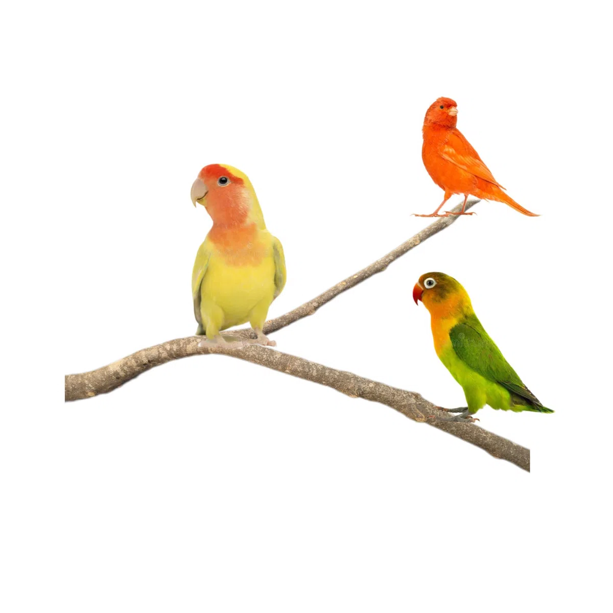 Perchas para loros agaporni, ninfas, jilguero, periquito, posaderos grandes de pajarera de aves, juguete accesorio ideal para el descanso, comedero y zona de juegos de pájaros, CALIDAD PREMIUM. (B)