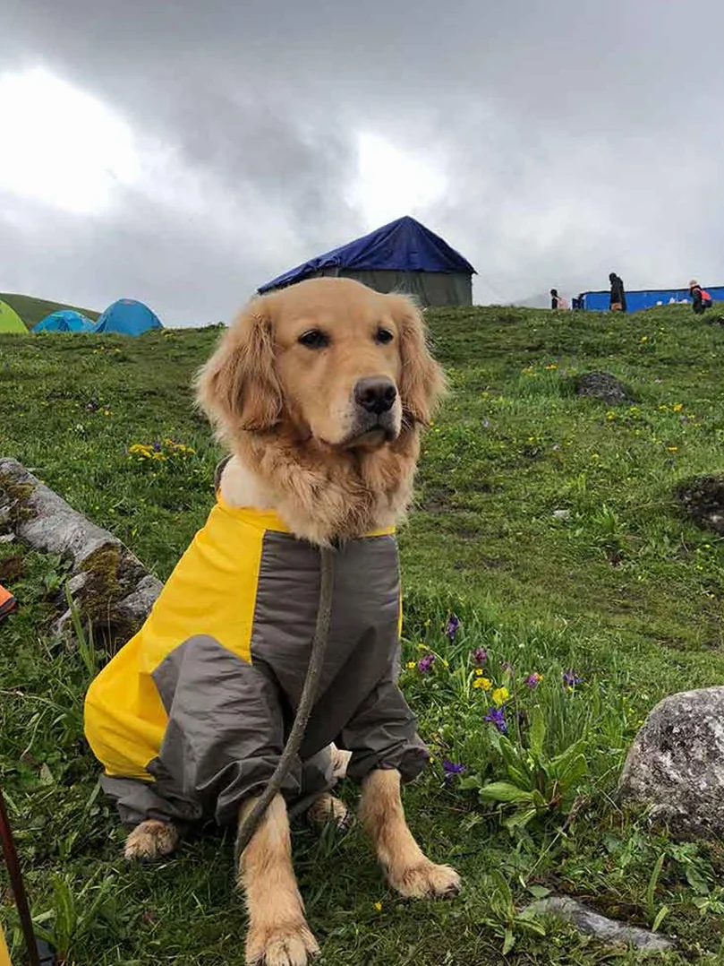 Patchwork Lluvia Abrigo para Perro Chubasquero Impermeable 4 Patas de Lluvia Chaqueta Mascotas Rain Coat Dog con Desmontable Capucha para Grandes Mediano y Pequeños Perros (30#, Amarillo)