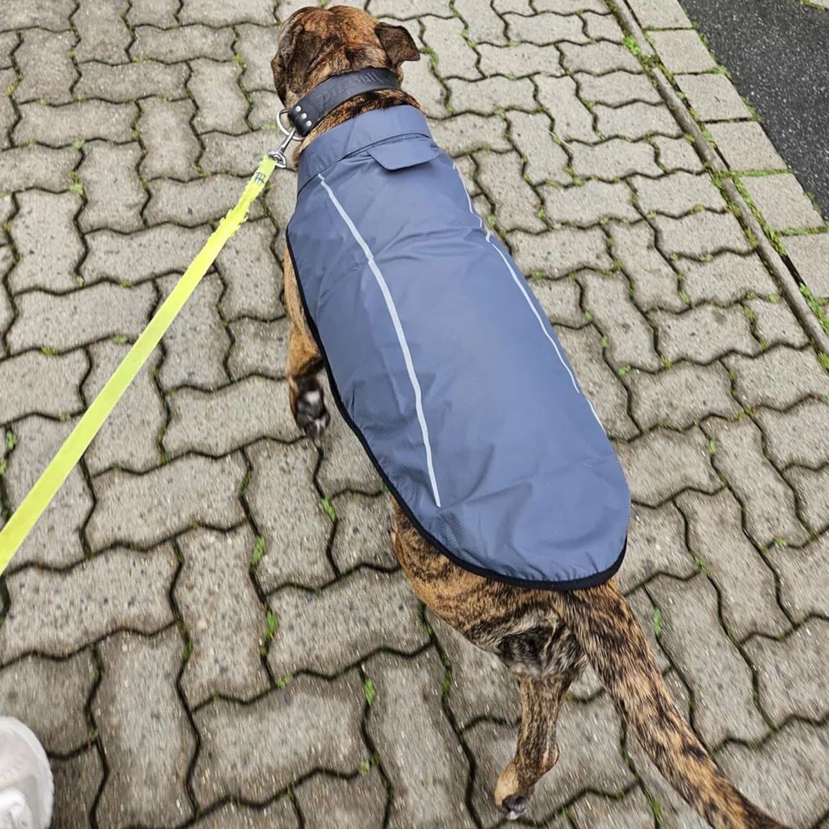 Milla de Vida Alta | Chubasquero para Perros | Ropa para Mascotas Ajustable e Impermeable | Chaqueta Impermeable Ligera con Raya Reflectante | Fácil de Poner (Gris Oscuro, S)