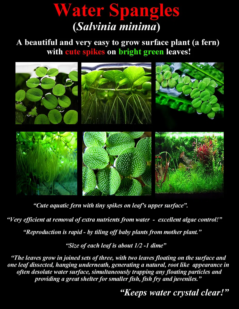 30 plantas de acuario vivas flotantes de superficie/estanque/5 tipos diferentes: lechuga de agua, rana amazónica, musgo de hadas, lenteja de agua gigante, lentejuelas de agua