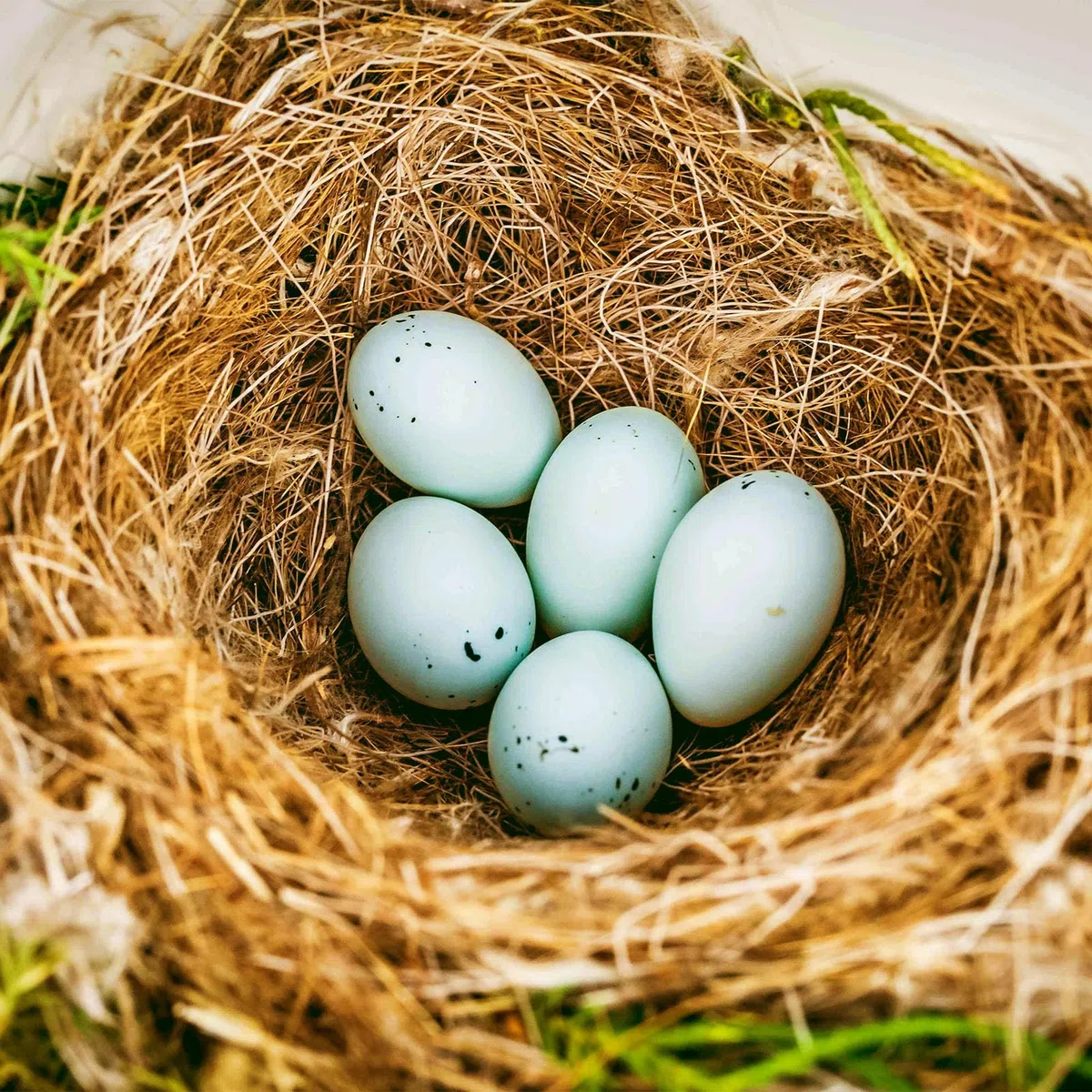 de fibra de coco y cubierta del suelo para aves | Ropa de cama 100% natural segura para forros de jaula de pájaros y animales pequeños | Disponible en tamaños 250 g y 500 g