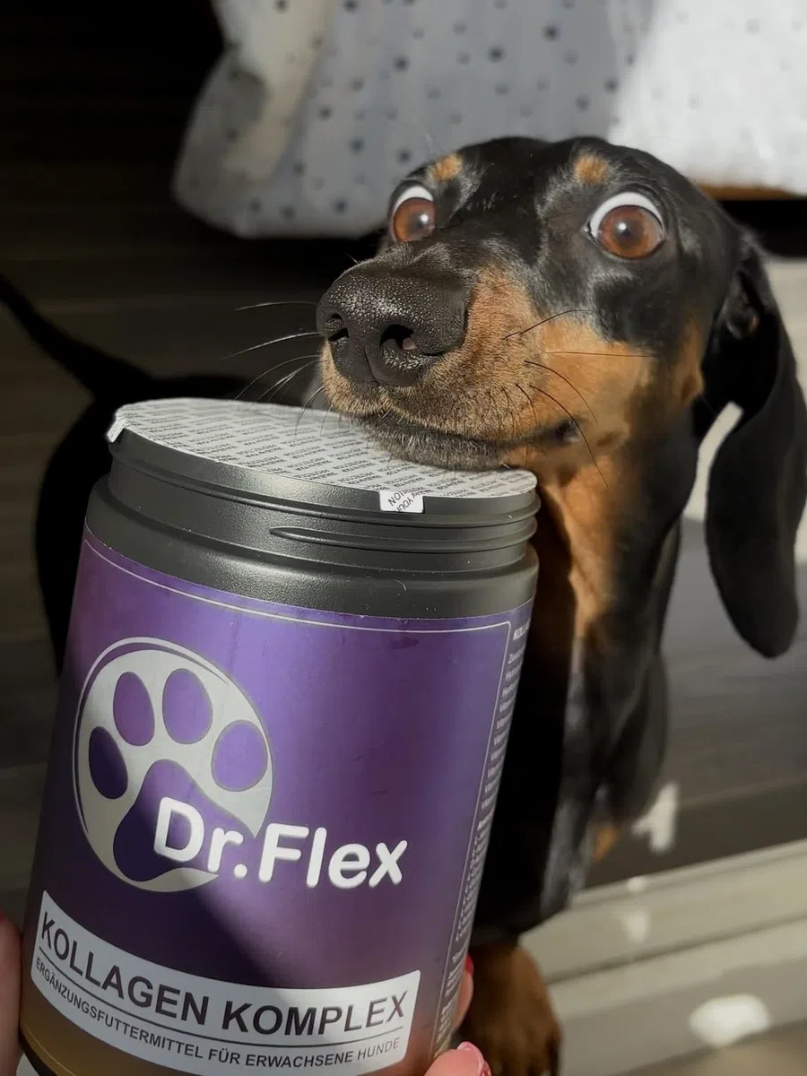 Dr. Flex colágeno para Perros 300 g - colágeno hidrolizado Tipo I II III bovino y Marino en Polvo para articulaciones Perro y Movilidad Complejo vitaminas Grupo B Perros Apoyo digestión Perro