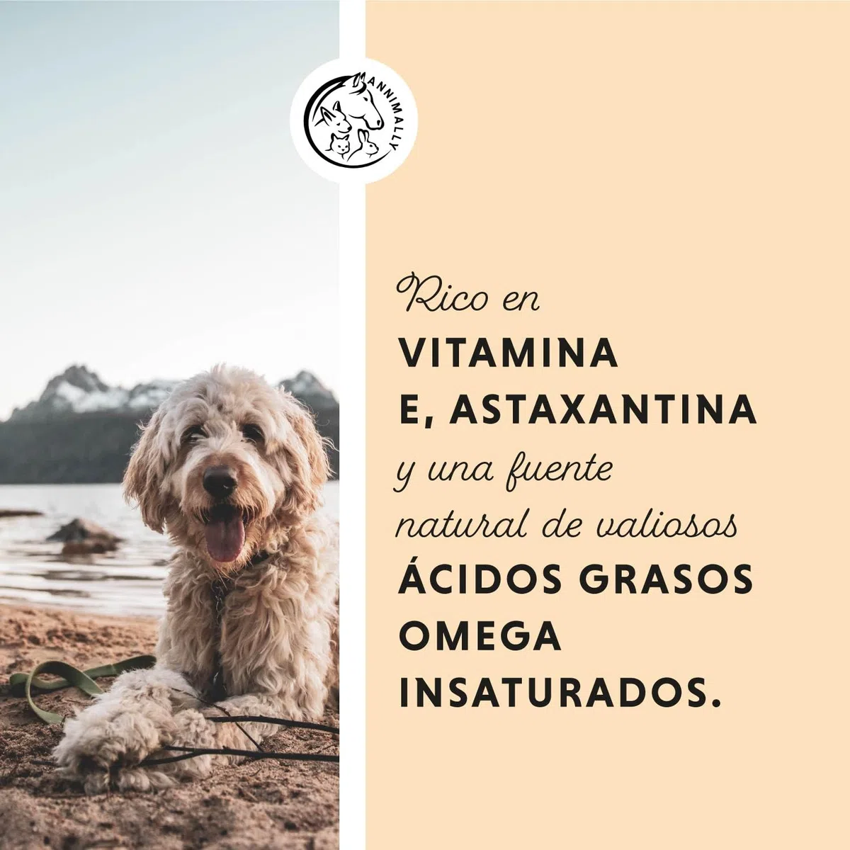 Annimally Aceite de Salmón Escocés para Perros, Gatos y Caballos 1 Litro - con 30% de Ácidos Grasos Omega 3 y 6 - Aceite de Pescado para Dieta Barf - Producto Natural Puro