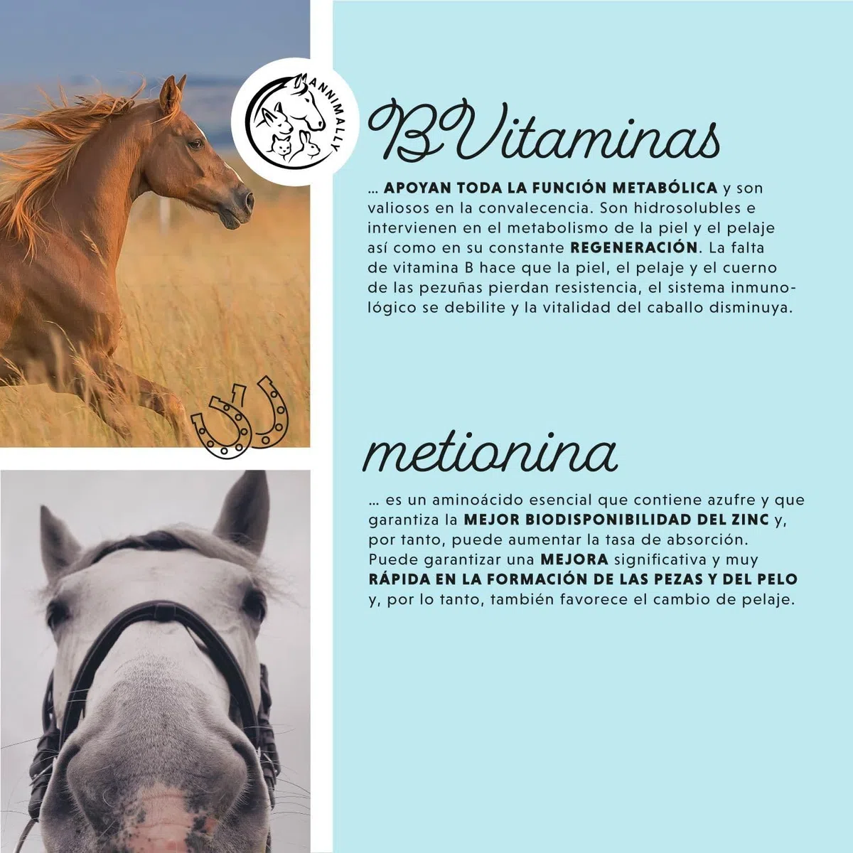 Caballo Biotina Zinc Líquido 1000 ml - Cuidado para la Piel, el Pelaje y los Cascos de los Caballos - Biotina, Zinc y MSM líquidos para un Pelaje Saludable - Cuidado del Pelaje y de los Cascos
