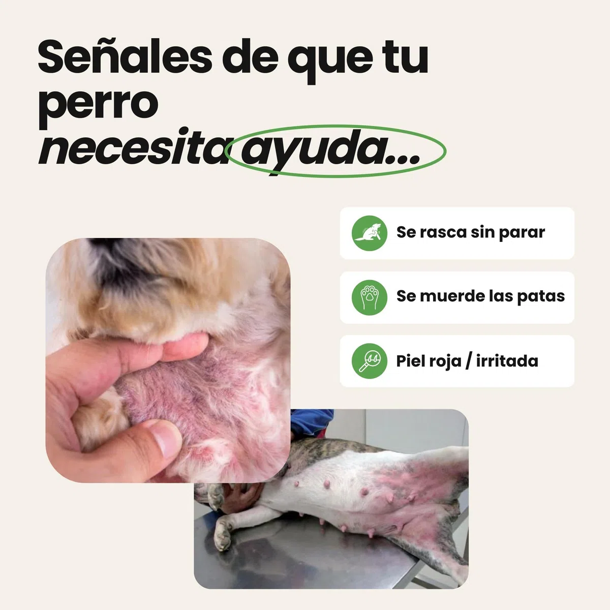 Antipicores y Pieles Sensibles para Perros – Suplemento Antipicores de 60 Unidades | Disane Pet Care