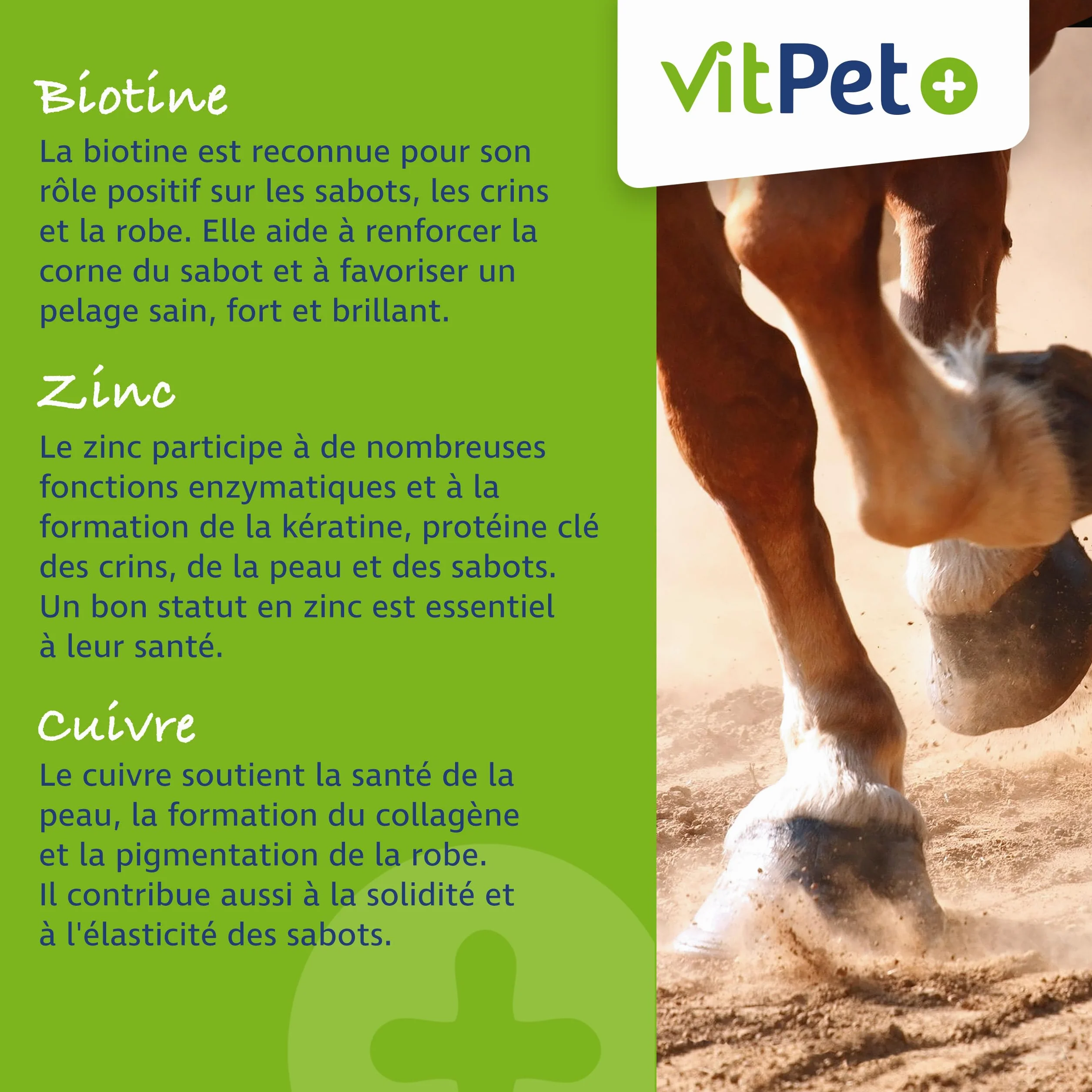 Huf Wohl - Alimento mineral especial para caballos, con biotina, zinc, tierra de diatomeas y levadura de cerveza, 4 kg, para apoyar el crecimiento de pezuñas, incluye cuchara dosificadora