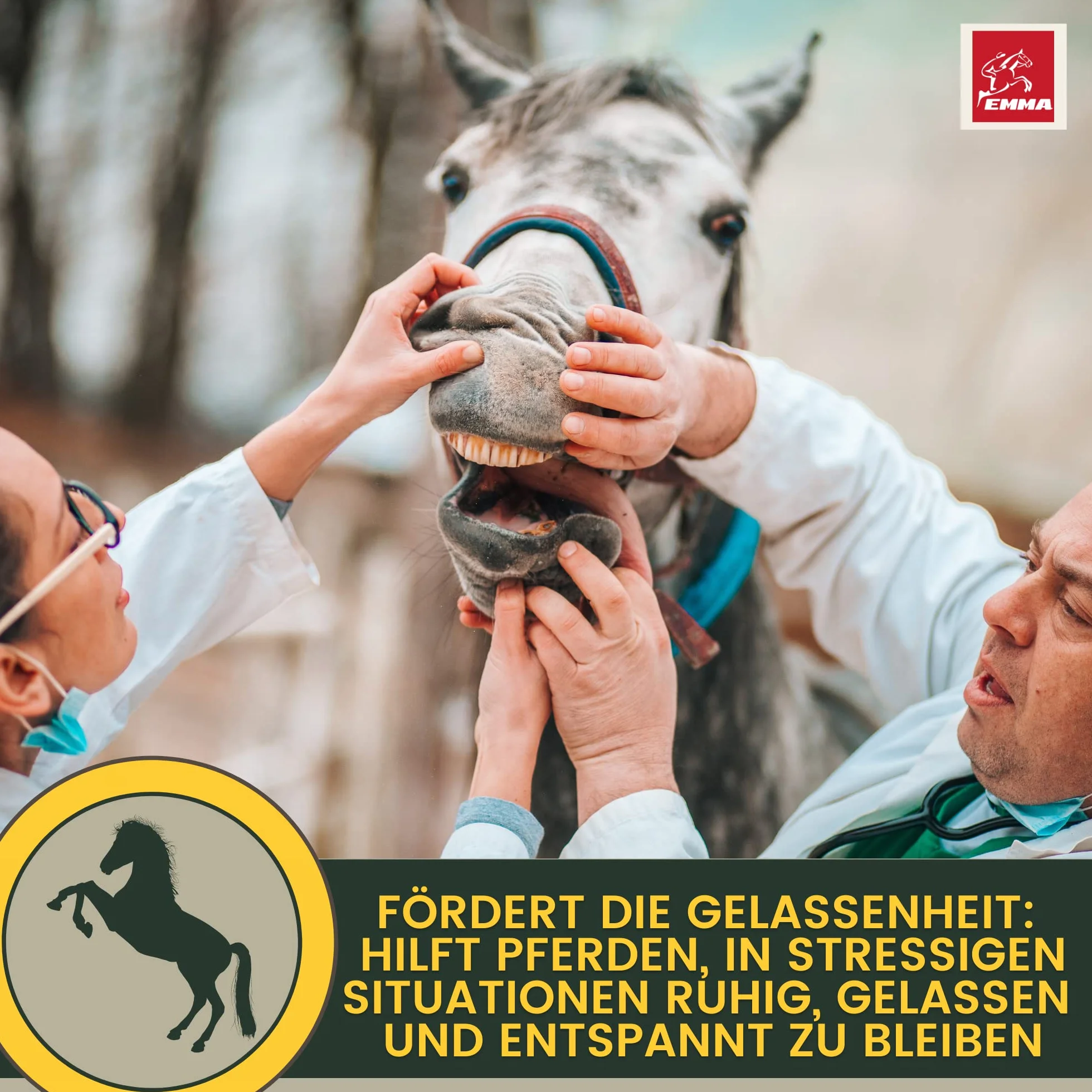 Magnesio Caballo 3 * 30ml Pasta Calmante para Caballos I Refuerzo Calmante Antiestrés I L-Triptófano I para el Transporte de la Ansiedad I Pasta de Magnesio Serenidad Caballo Nervioso Alta Dosis