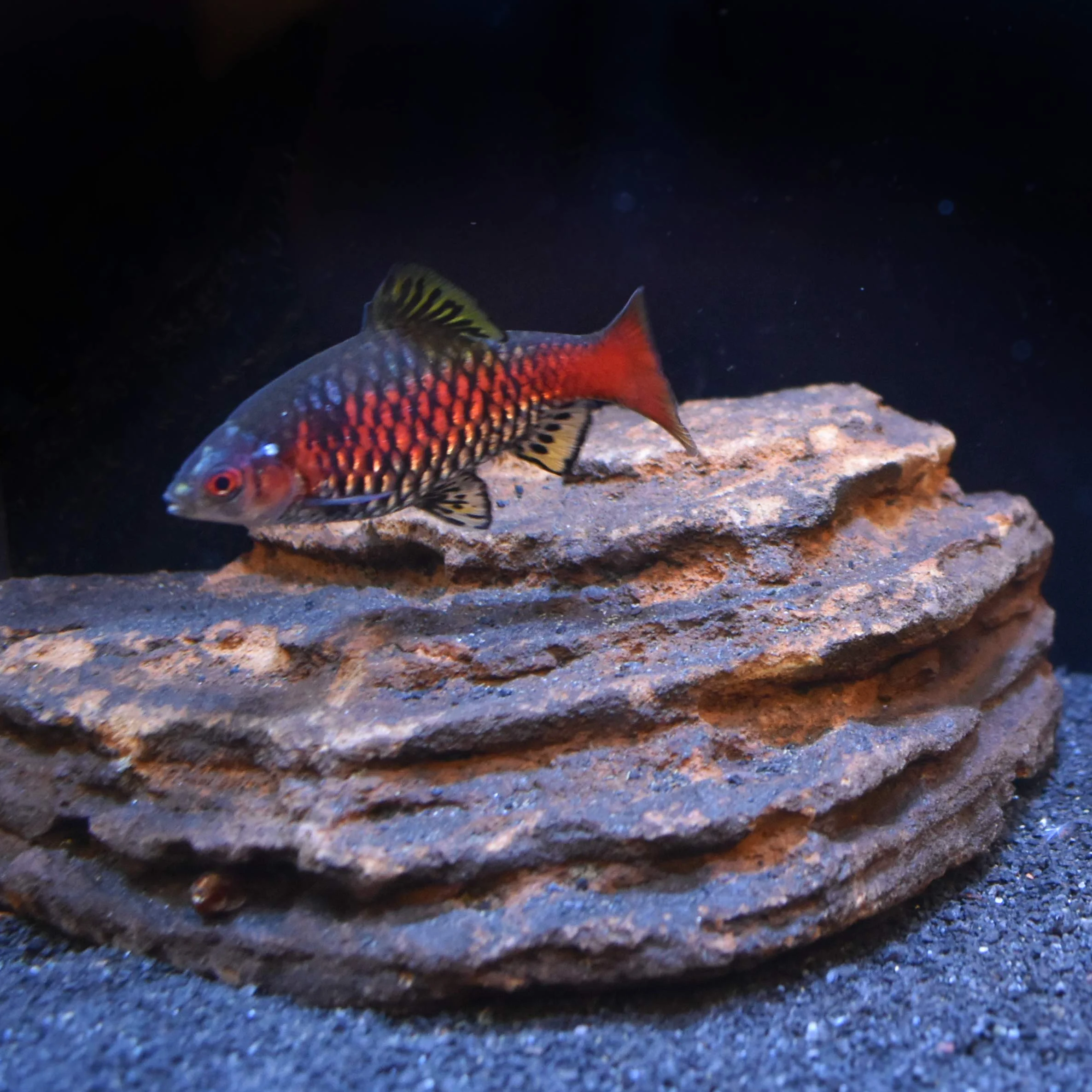 Seachem Regulador Neutro, 250 g