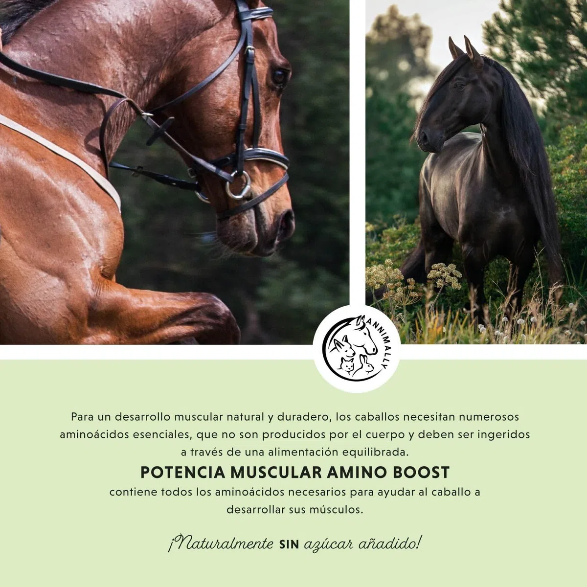 Polvo para el Desarrollo Muscular para Caballos de 700 g con proteína de Soja, lisina, carnitina, treonina, metionina: suplemento aminoácido para el fortalecimiento de la Musculatura en Caballos