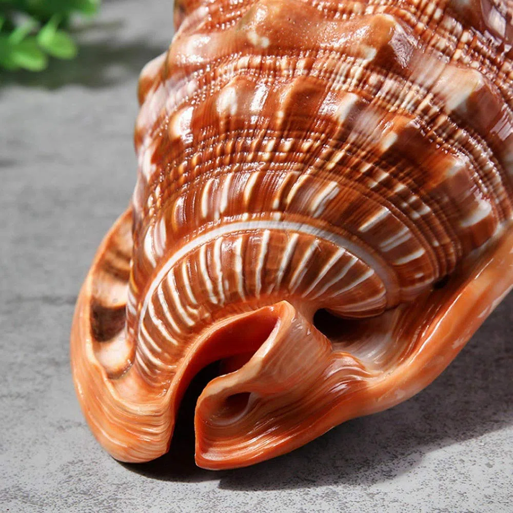 Tlilyy de de Natural Concha Concha Coral Pecera de Caracol de Mar Adornan Adorno 1 Unids