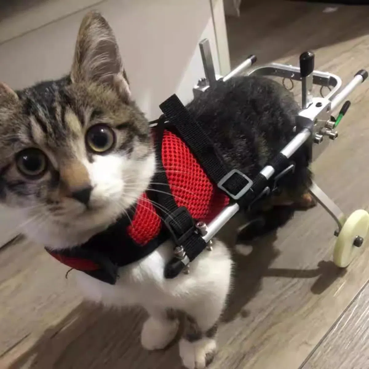 Silla de Ruedas para Gatos para Patas traseras paralizadas, Equipo de Aluminio para Andar en Silla de Ruedas para cotas, Carrito con Ruedas de Entrenamiento de rehabilitación, Gatos Grandes/