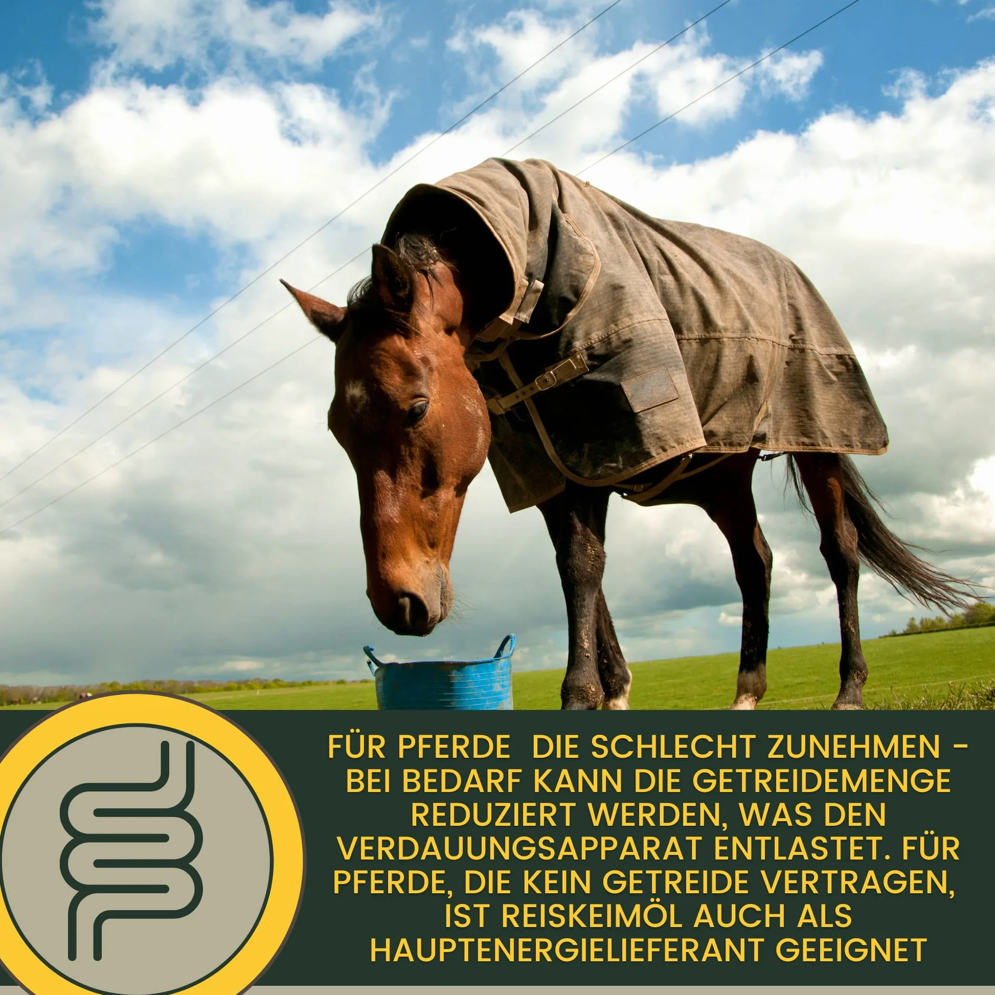 Líquido de Refuerzo Muscular para Caballos con Aceite de Germen de arroz Vitamina E Caballo Aceite de linaza I alimento reconstituyente I vitaminas alimento suplementario para el Refuerzo Muscular 1L