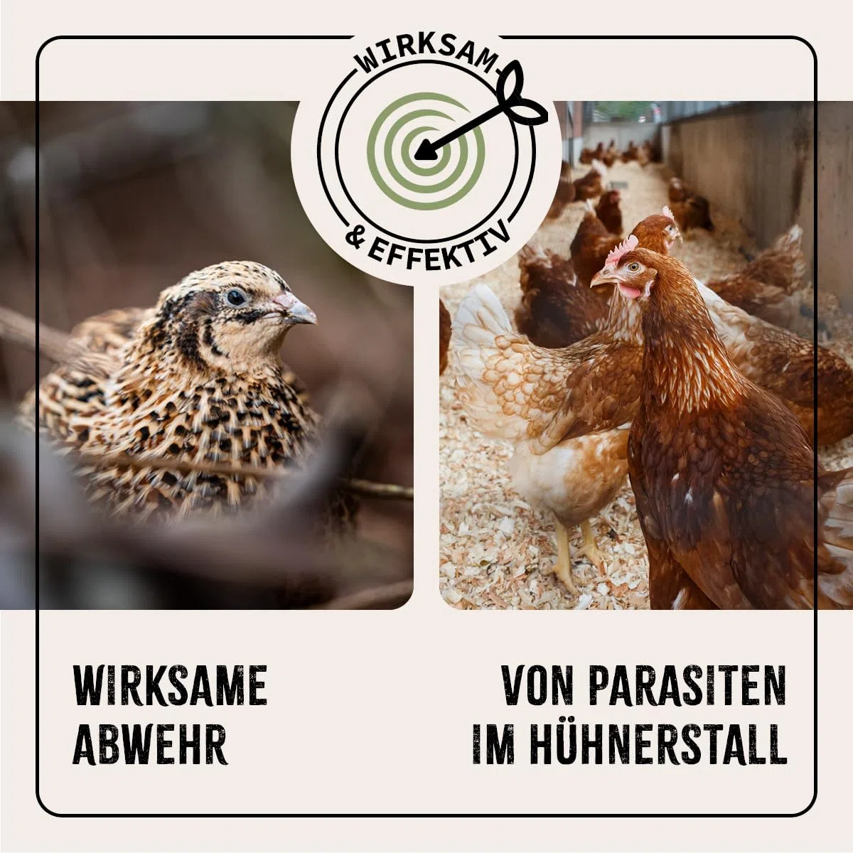 AniForte Aerosol para Pollos y Aves de Corral 500 ml - contra ácaros y parásitos, ácaros del Polvo, Aerosol Ambiental y Aerosol de Contacto, para infestaciones agudas y Medidas preventivas