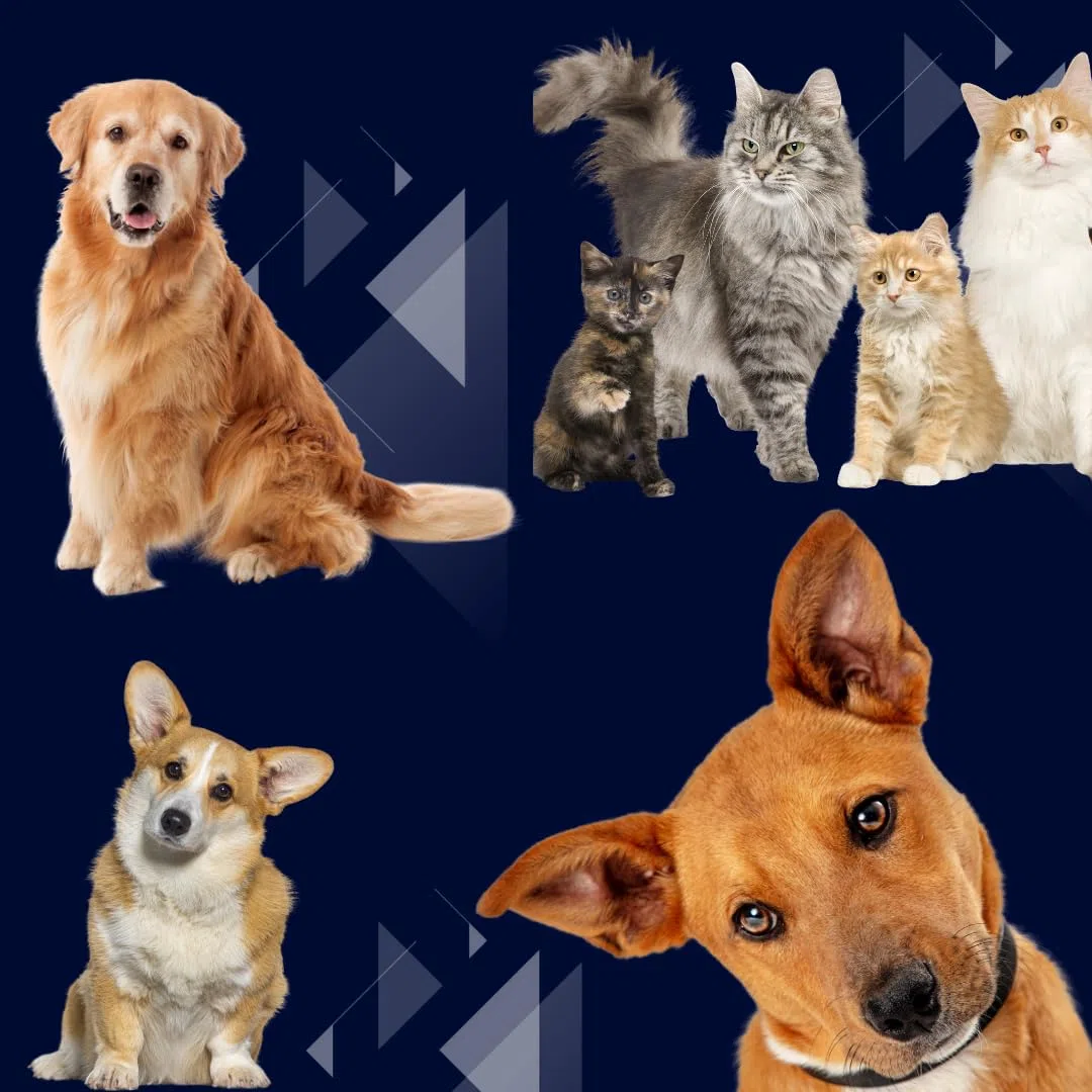 1X750 ml Anti orines Repelente ahuyentador de Perros y Gatos educador contra orin Perros para Perros Gatos ecológico deshabituante Stop orines contra los Malos hábitos de orinar