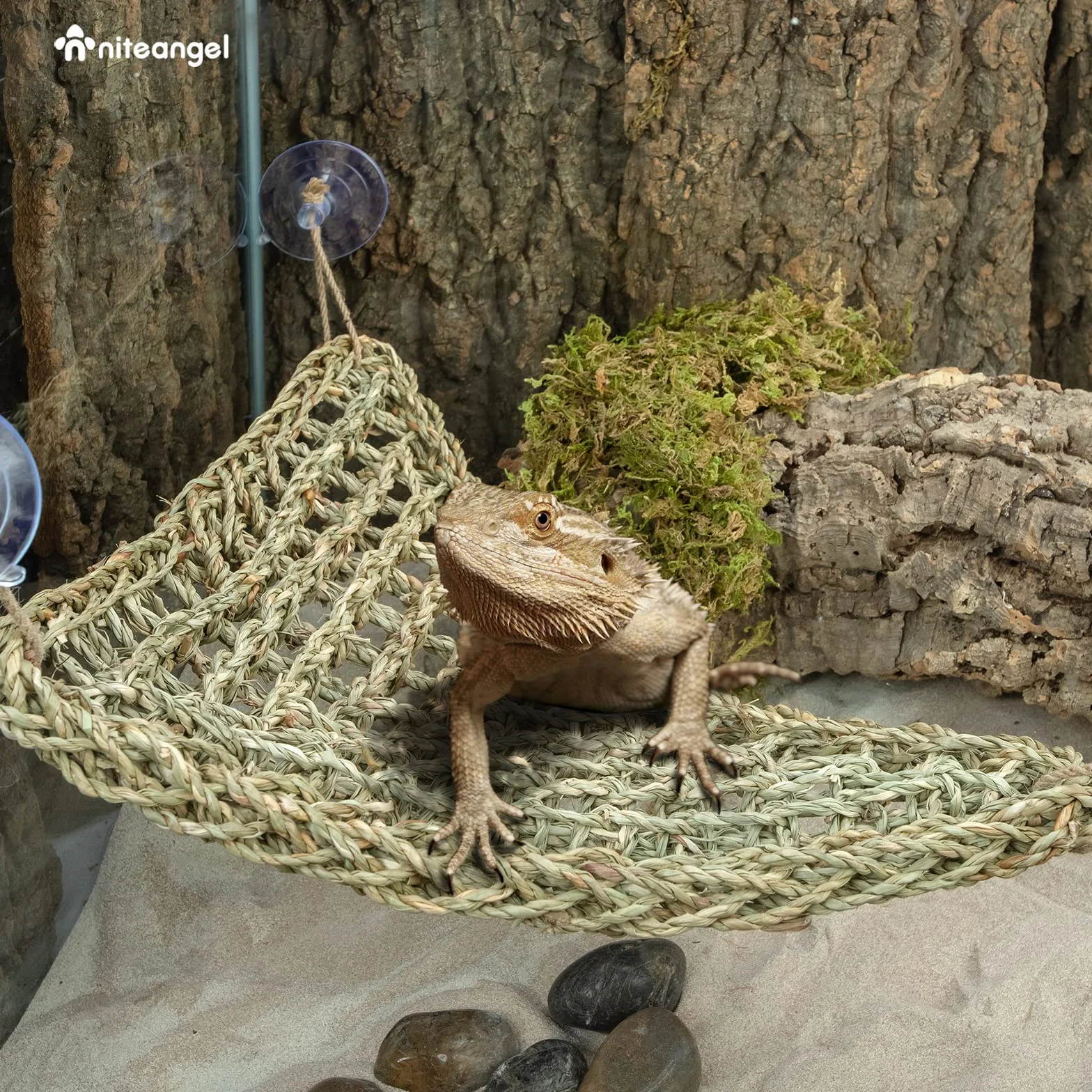 Niteangel Hamaca de dragón Barbudo Tumbona para Reptiles