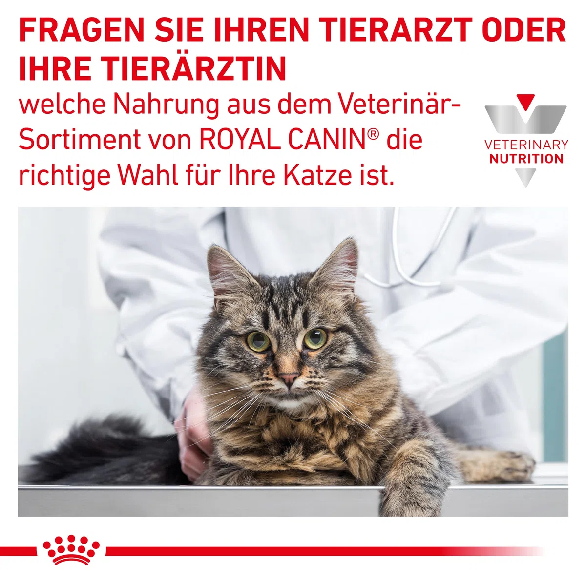 Royal Canin Veterinary Gastrointestinal | 12 x 85 g | Comida húmeda para Gatos Adultos | Trozos Finos en Salsa | para trastornos de absorción intestinal