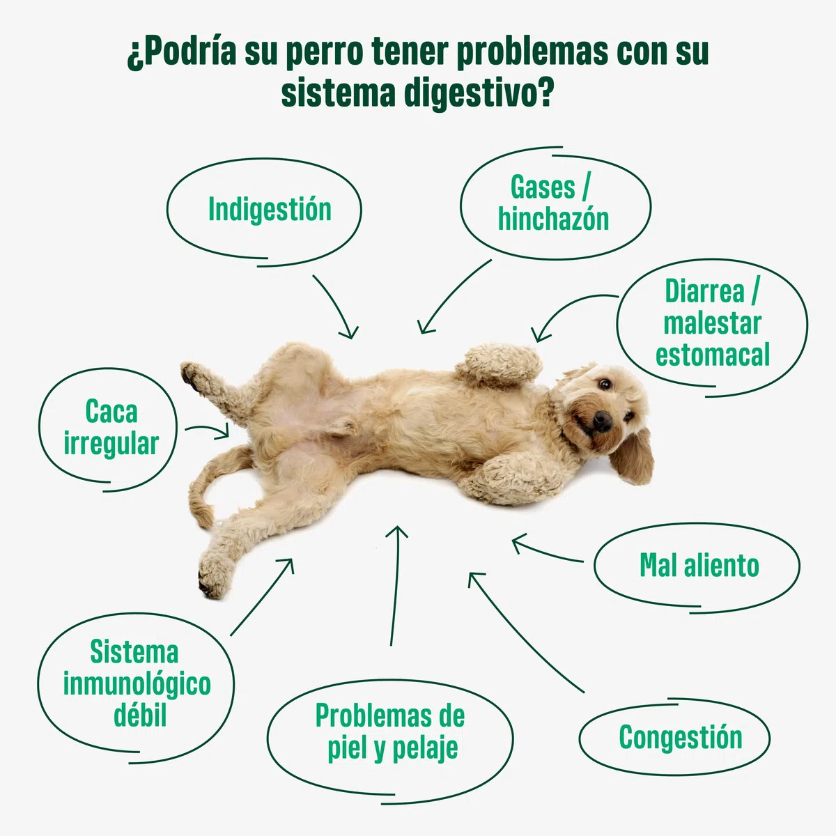 ivvi Probiotic Complemento Alimenticio para Perros Bienestar Digestivo – Probióticos, Calabaza, Avena, Semillas de Lino y Calabaza - 60 Deliciosas Golosinas Vegetarianas, 270g