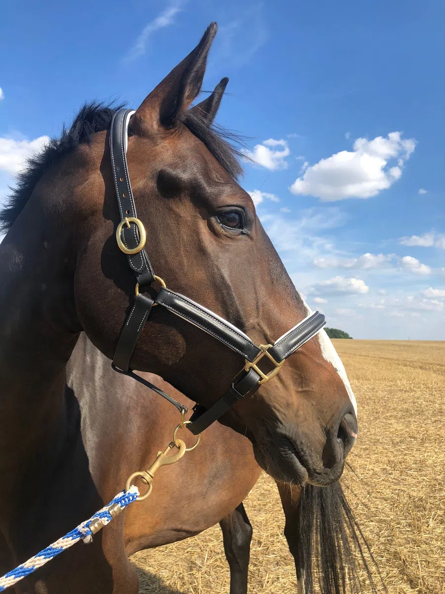 Cabestro de cuero negro para caballos, cabestro de establo premium en pony, sangre caliente, mazorca, sangre fría, seguro y resistente (cabestro de cuero + punto, pony)