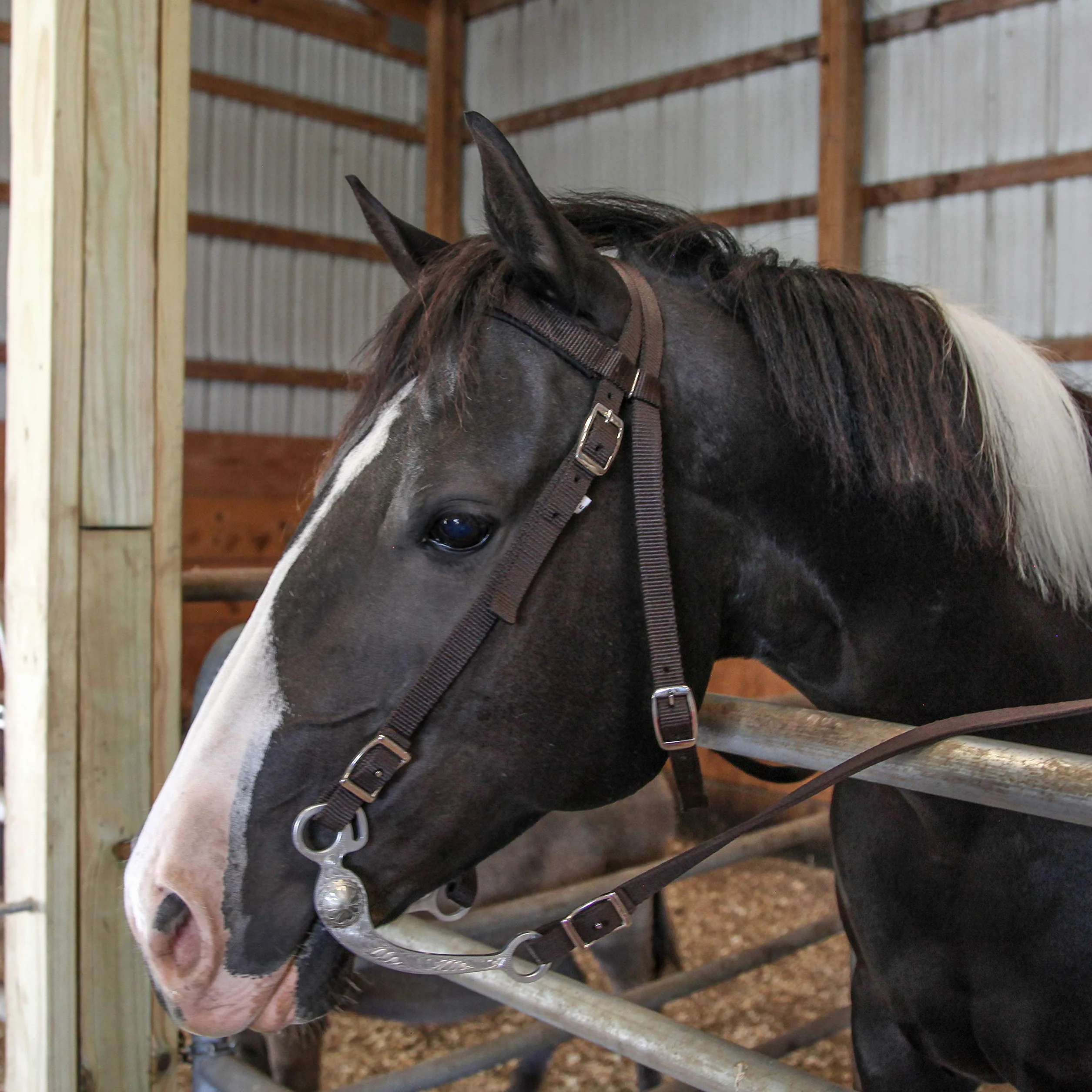 Majestic Ally Frontalera Acolchada de Nailon con riendas para Caballos