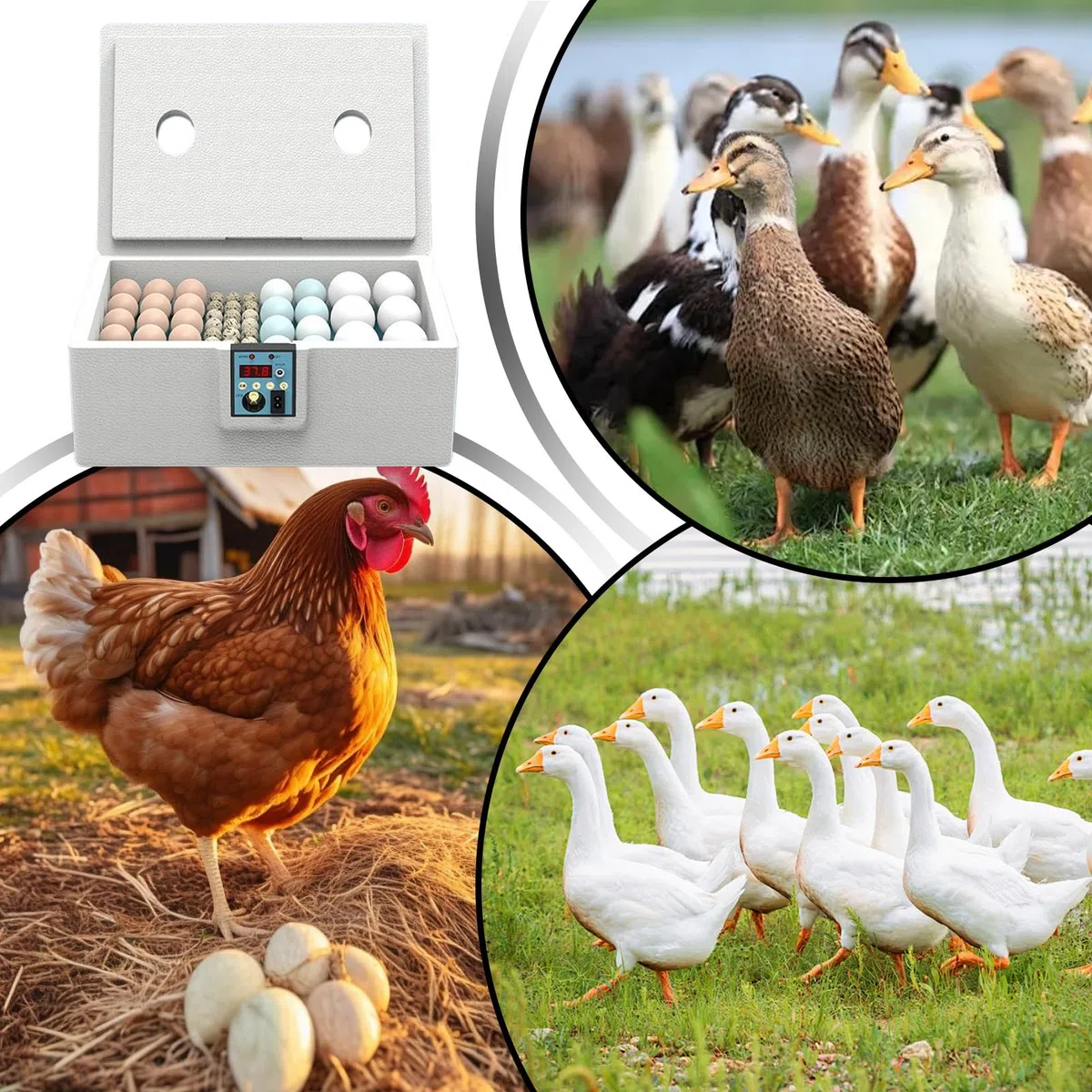 incubadora Huevos gallina, 29x26x17cm incubadora de Huevos para 10-25 Huevos, Carga USB Semi incubadora a, pequeña criadora avícola Inteligente con volteo automático para cría y eclosión