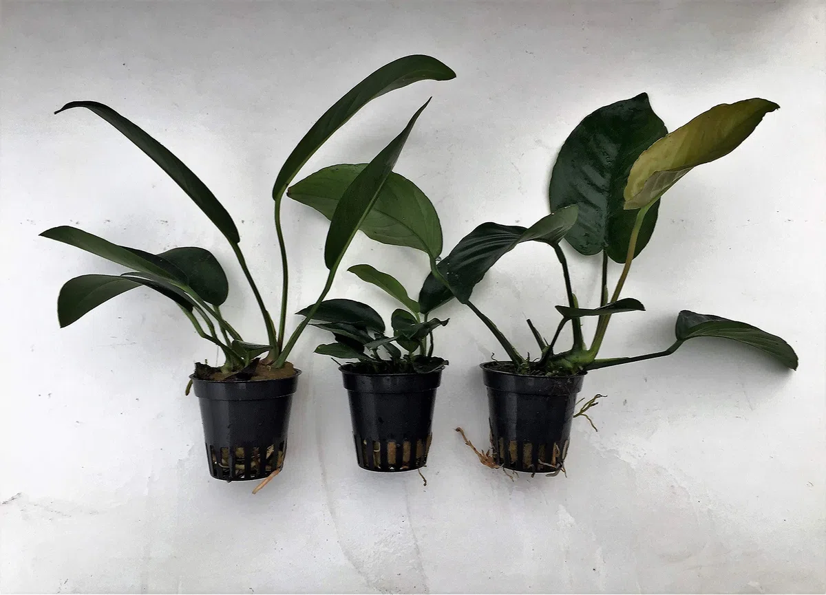 Anubias Mix - 3 macetas para plantas acuáticas