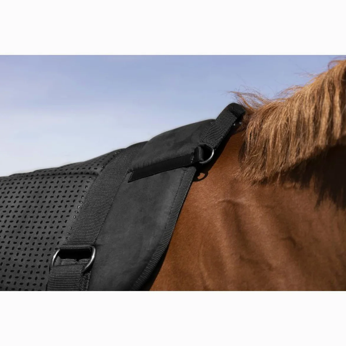 Norton-equestrian