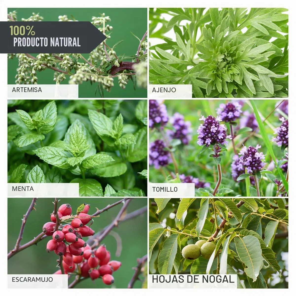 ReaVET Wurm-Kraut Líquido 100ml – para perros y gatos, con artemisa de gusano real (Artemisia Absinthium) en fórmula de plantas basada en receta, adecuado para todas las mascotas