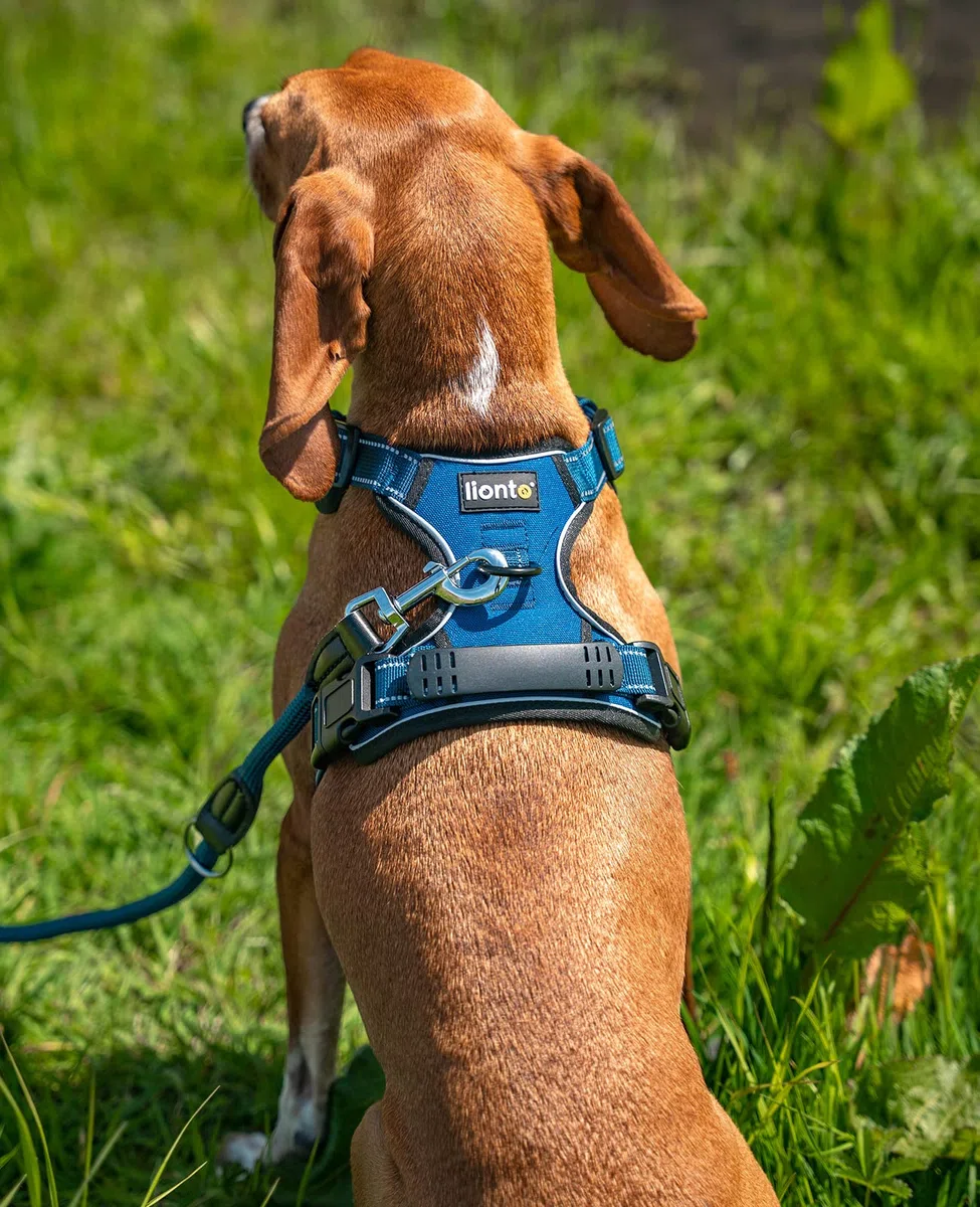 lionto Arnés para Perros Acolchado Anti tirones Reflectante Arnés de Seguridad Ajustable, Talla M, Azul