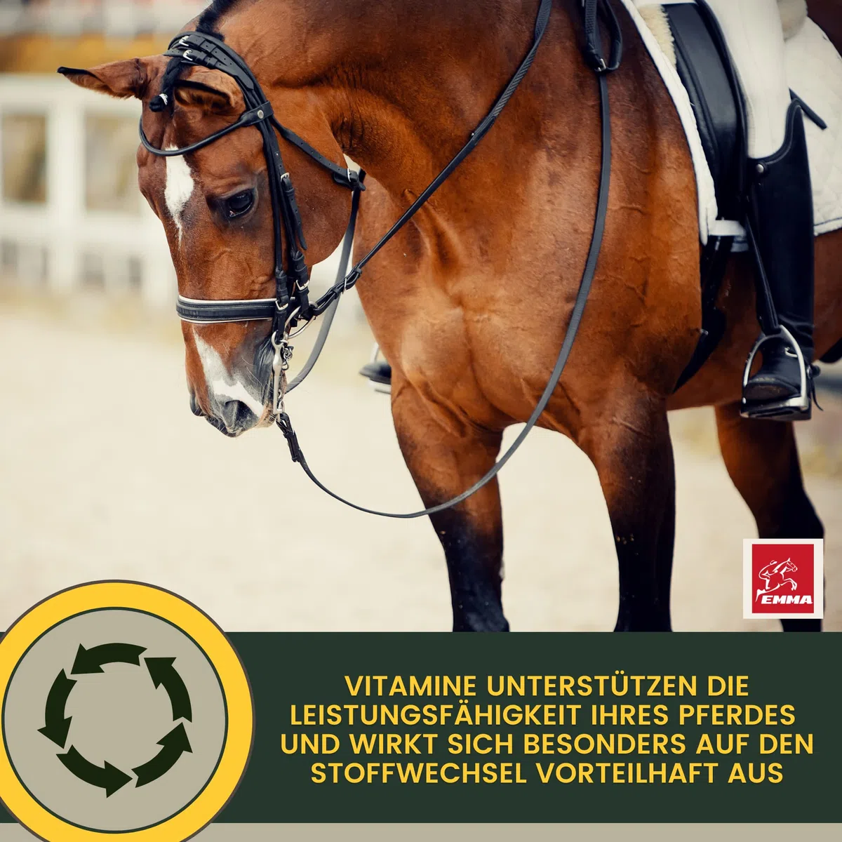 Pasta vitamínica para Caballos I Potenciador de energía Vitaminas B I Complejo vitamínico B12 Lisina Zinc I Minerales I Fortalece el Sistema inmunológico I Vitamina E Oligoelementos Oldie Mares 3pc.