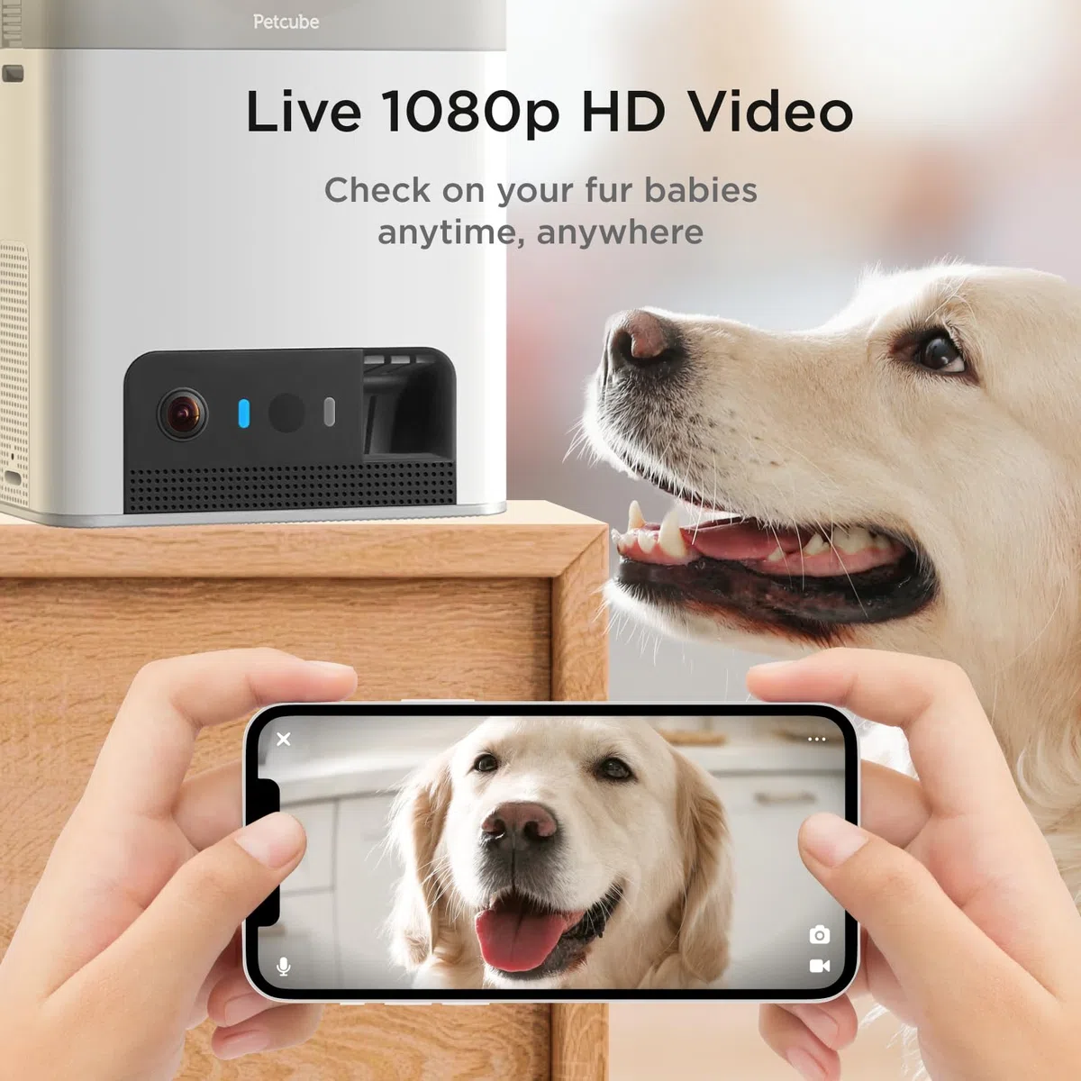 Petcube Bites 2 Lite | Cámara para Mascotas con App, Dispensador de Premios, Vídeo HD 1080p, Visión Nocturna, Audio Bidireccional