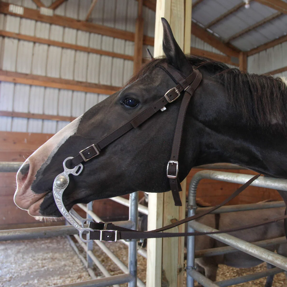 Majestic Ally Frontalera Acolchada de Nailon con riendas para Caballos