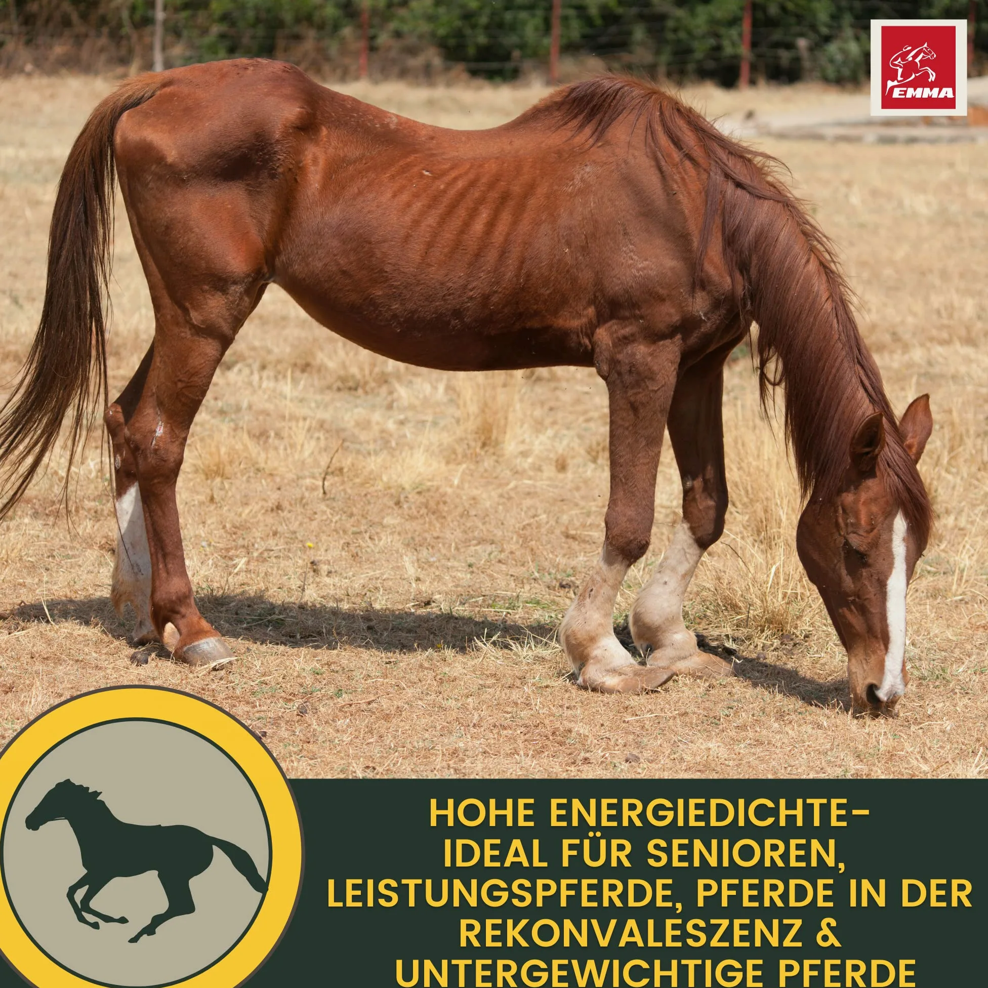 Líquido de Refuerzo Muscular para Caballos con Aceite de Germen de arroz Vitamina E Caballo Aceite de linaza I alimento reconstituyente I vitaminas alimento suplementario para el Refuerzo Muscular 1L