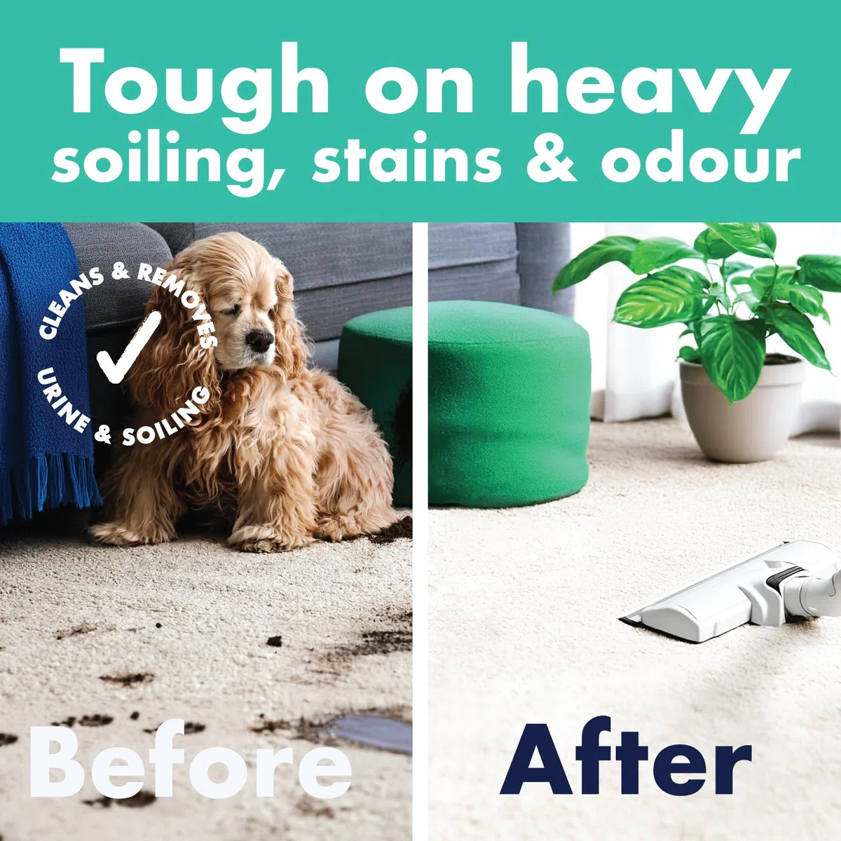 Dirtbusters Limpiador Concentrado de Moquetas, Alfombras y Tapicería para Mascotas. Elimina Manchas y Olores de Orina y Heces. Apto para Máquinas de limpieza. Aroma a Higo y Zarzamora. 1 x 5 Litros
