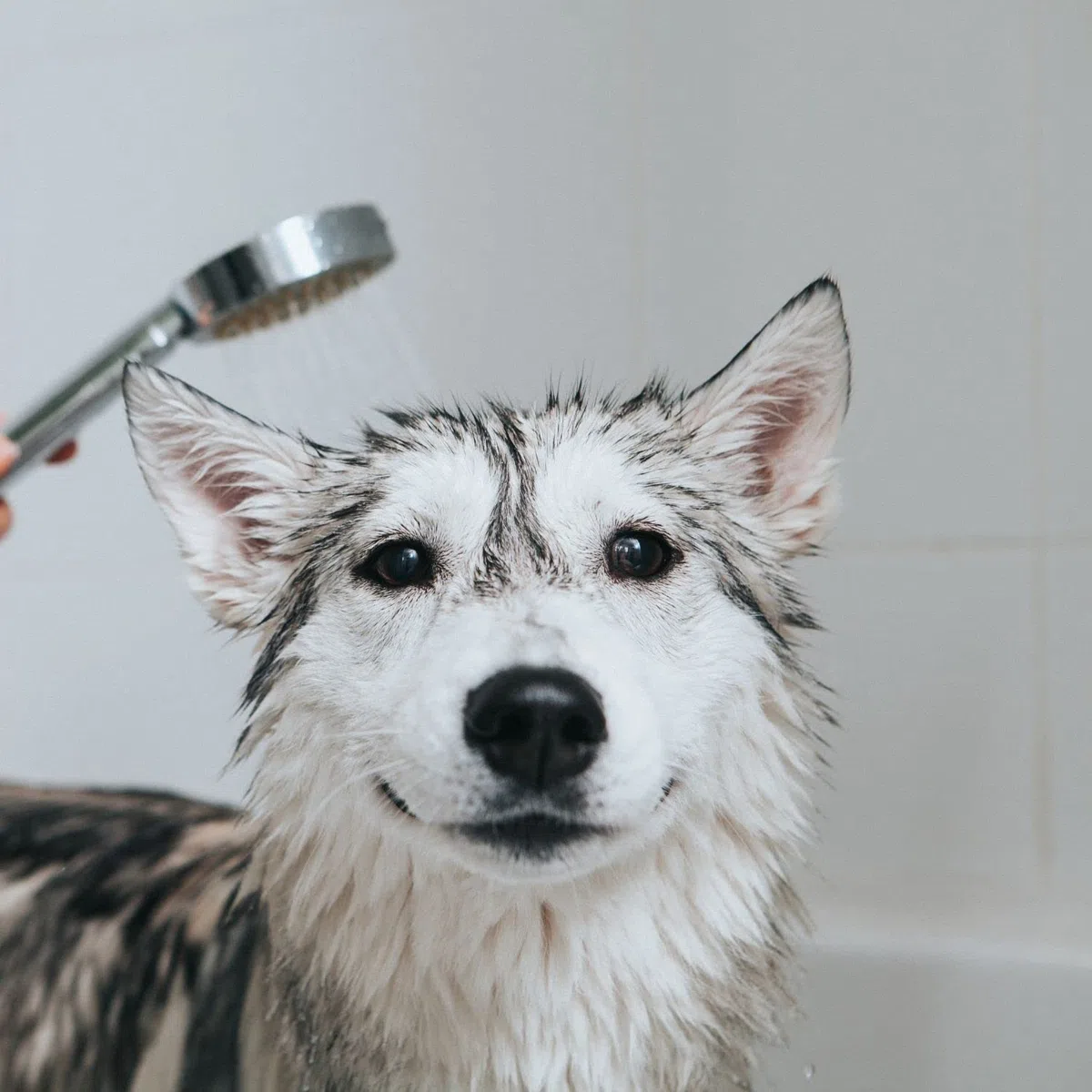 Champú de Manzana Verde - Champú para Gatos y Perros - 1 L - Ayuda a Conseguir una Profunda Reestructuración del Cabello - Ideal para Pelos Largos - IV San Bernard