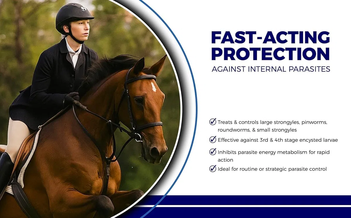 Pasta para Caballos 10% – 1 Paquete – Jeringas de 25g – Pasta Desparasitante Oral para Caballos de Todas Las Edades – Cuidado Equino Fácil de Administrar