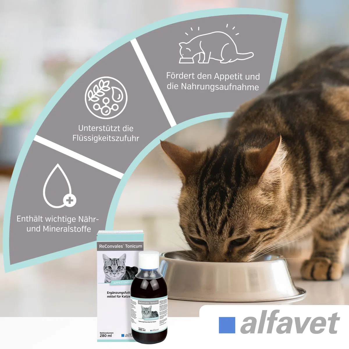 Alfavet ReConvales Tonicum Gato - 280 ml - pienso complementario Estimulante del apetito - para Gatos convalecientes y con bajo Peso