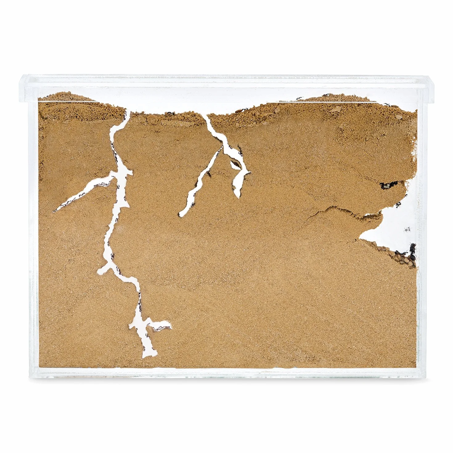 Anthouse.es - Hormiguero Natural de Arena - Kit en acrilico a Forma de L (Sándwich + Caja de Forrajeo) - Granja de Hormigas con Colonia de Hormigas Incluida - 25x20x1 cm y 10x24x10 cm - Transparente