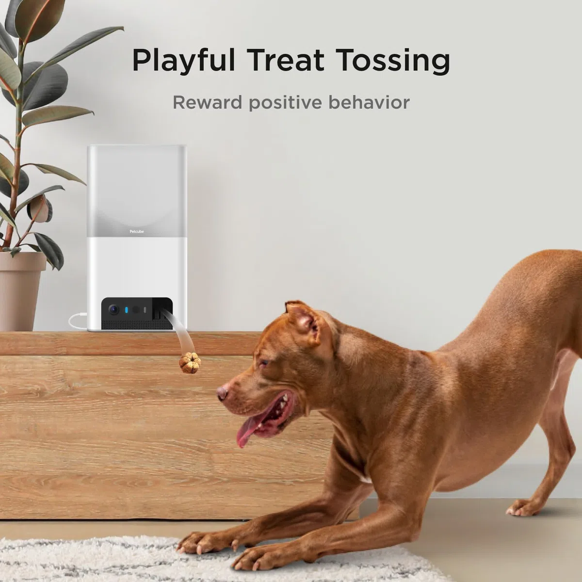 Petcube Bites 2 Lite | Cámara para Mascotas con App, Dispensador de Premios, Vídeo HD 1080p, Visión Nocturna, Audio Bidireccional