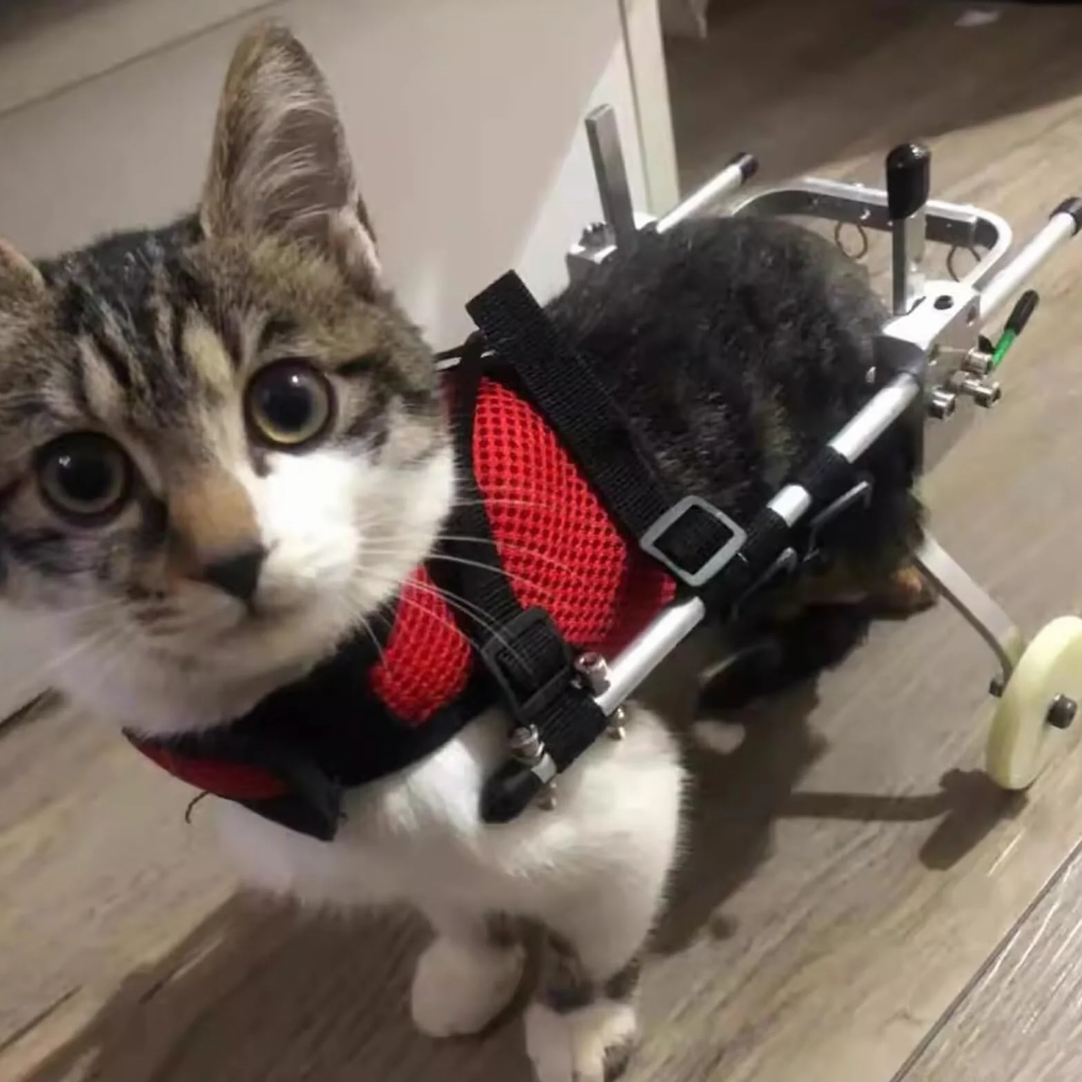 Silla de ruedas para gatos para patas traseras, silla de ruedas para mascotas de aluminio, equipo de ayuda a caminar, con ruedasCarrito.(tamaño: S)