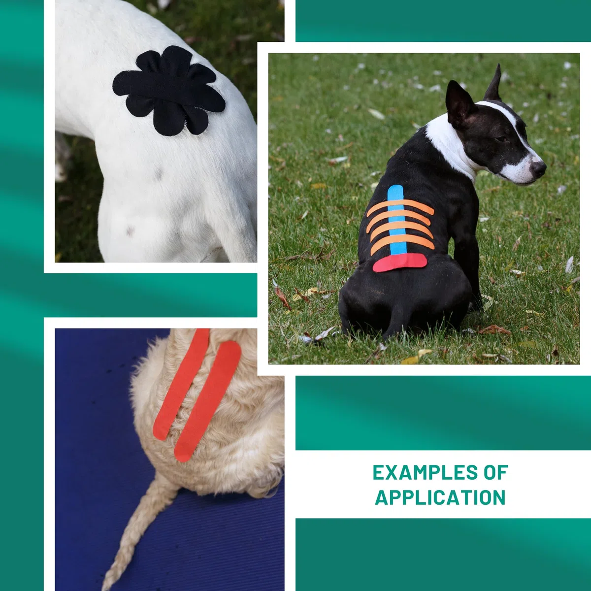 VETKIN Kinesiology taping for dogs