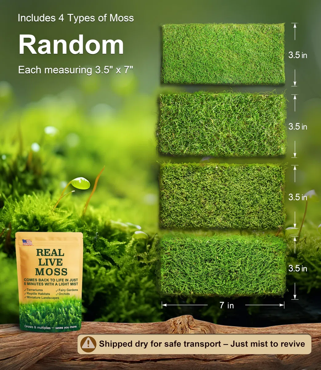 LUCKY PLANT - Musgo vivo fresco, caja de 6 x 8 pulgadas, perfecta para terrarios, paisajes en miniatura, bonsái, reptiles y suculentas. Incluye cuatro tipos diferentes de musgo vivo fresco