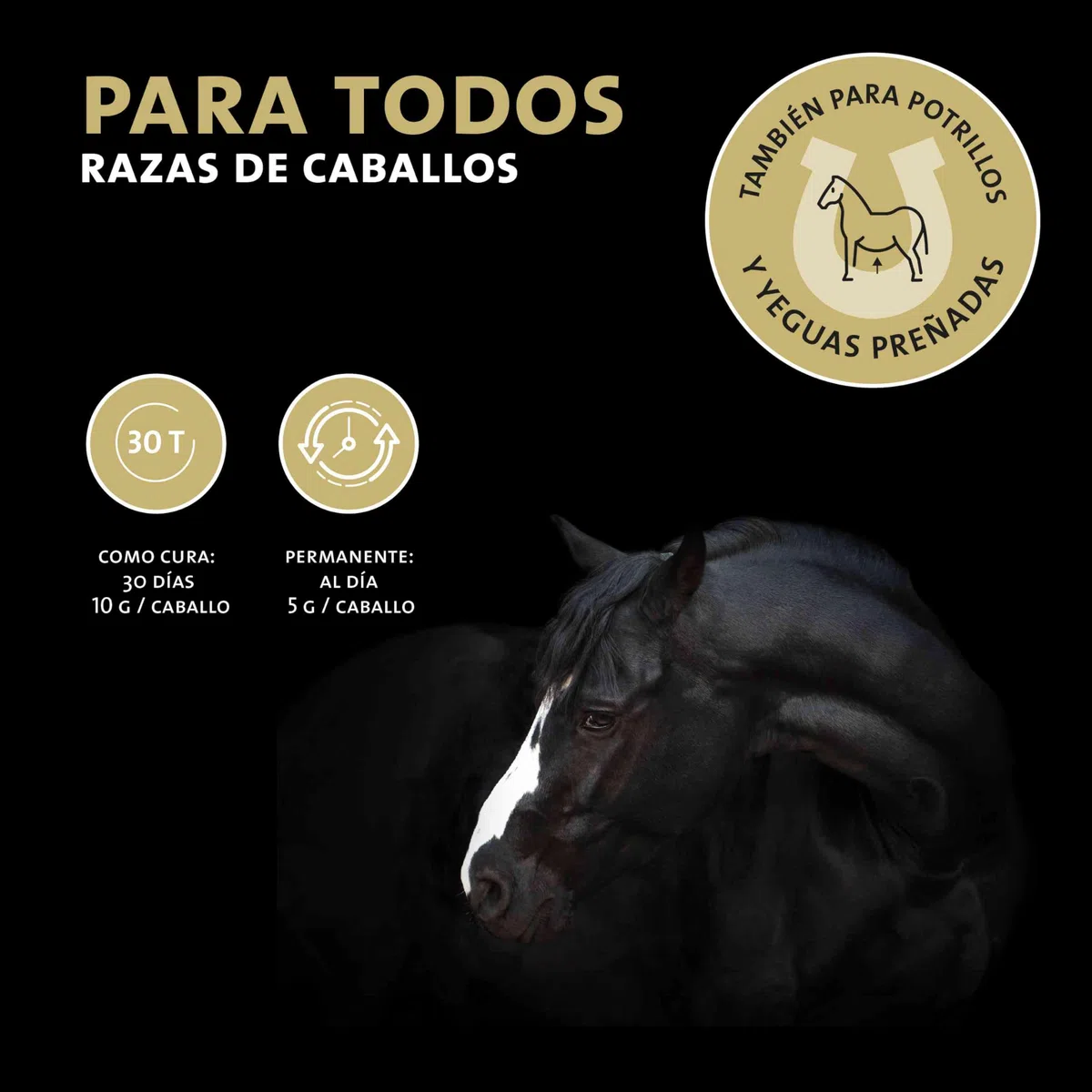 Peticare bronquios y Tos remedio para Caballos | Apoya vías respiratorias y resfriados | Expectorante | Fórmula a Base de Hierbas | Jarabe para la Tos en Polvo | Libre de OGM | petHorse Health 4609
