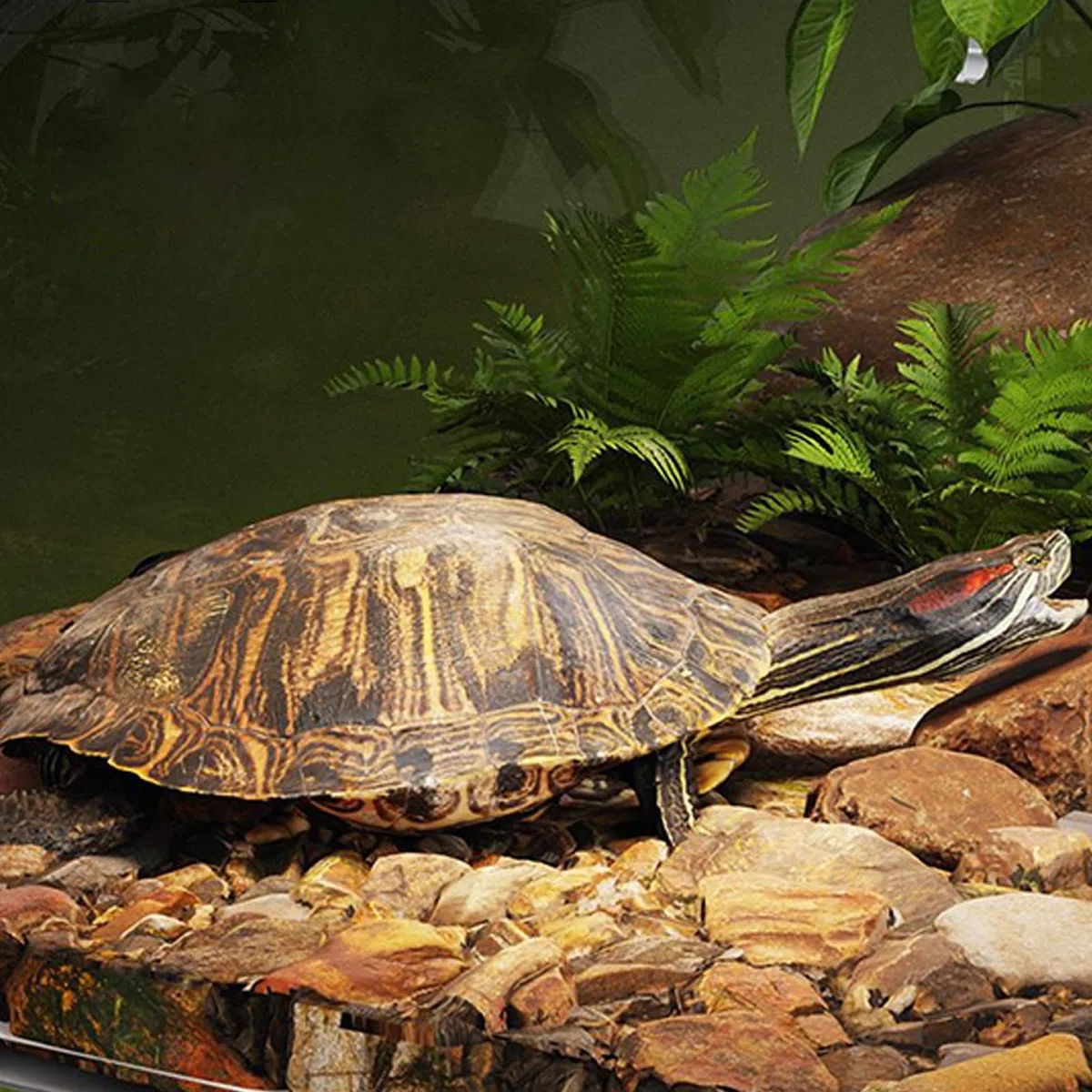 Plataforma Solar Tortugas, 20x14cm/25x16cm Plataforma para Tortugas De Agua, Hábitat Colgante Zaunkaufig, Terreno De Reptil De Reptil para El Hábitat De Observación De Animales para Balcón
